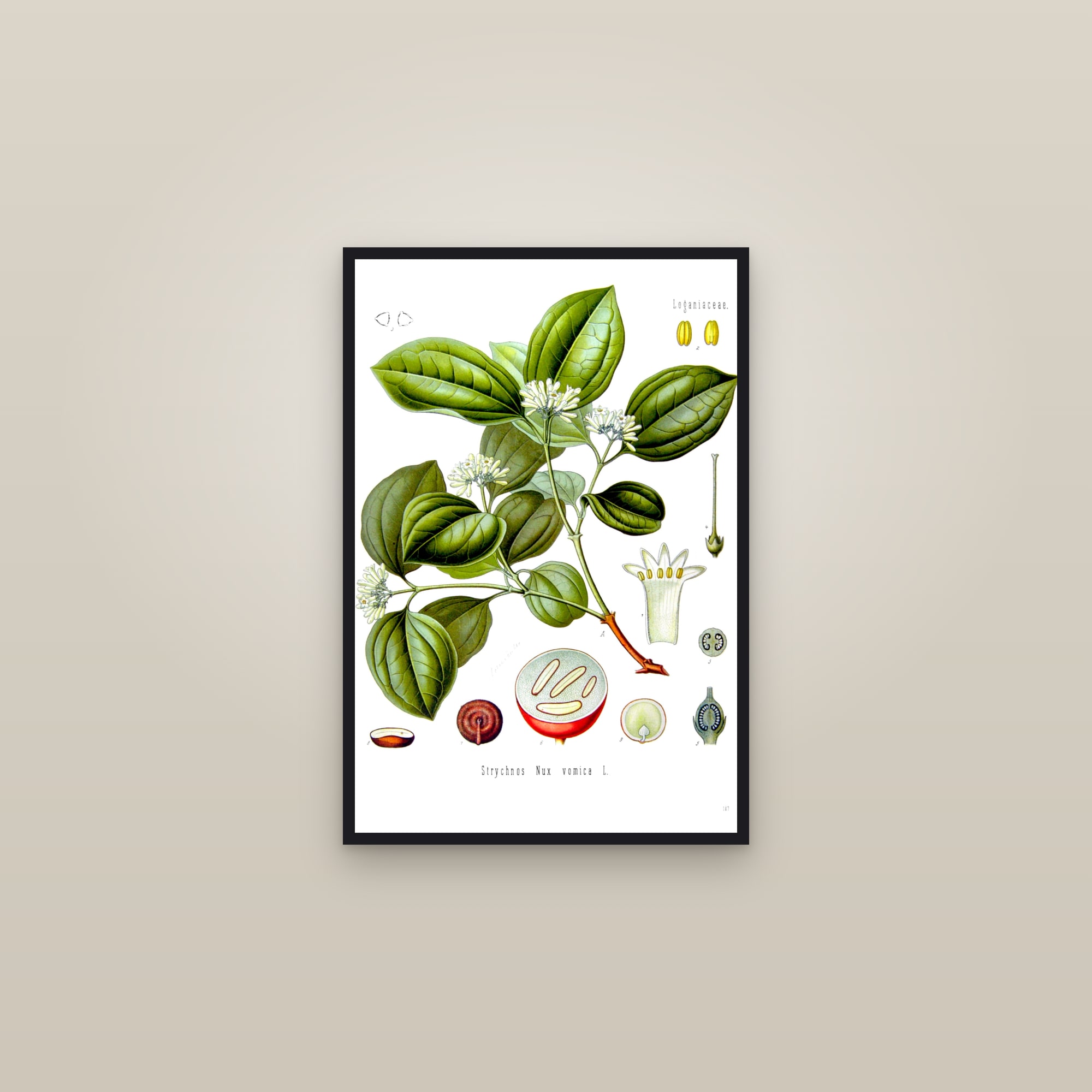 Strychnine Tree — framed in a gallery setting