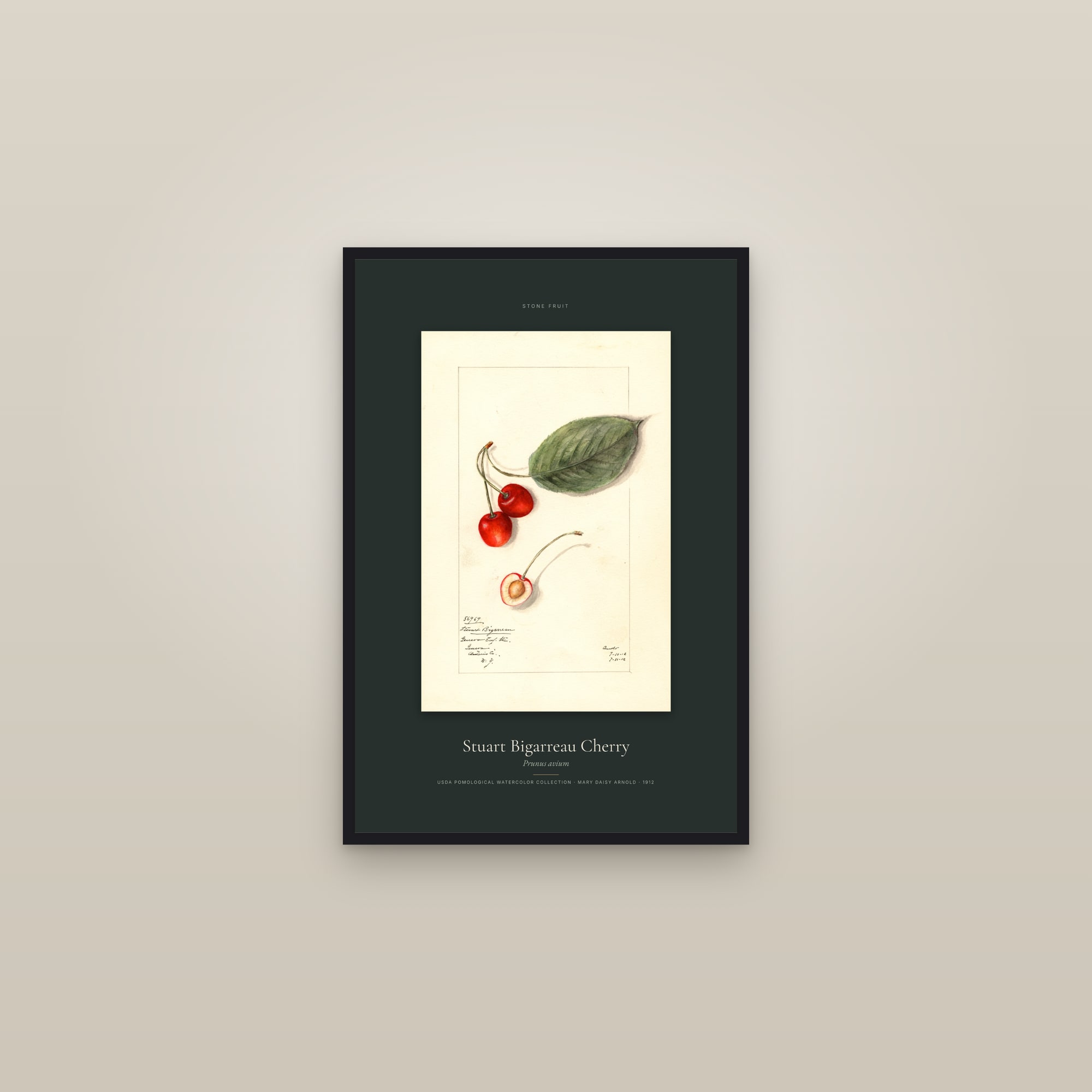 Stuart Bigarreau Cherry — Specimen — framed in a gallery setting