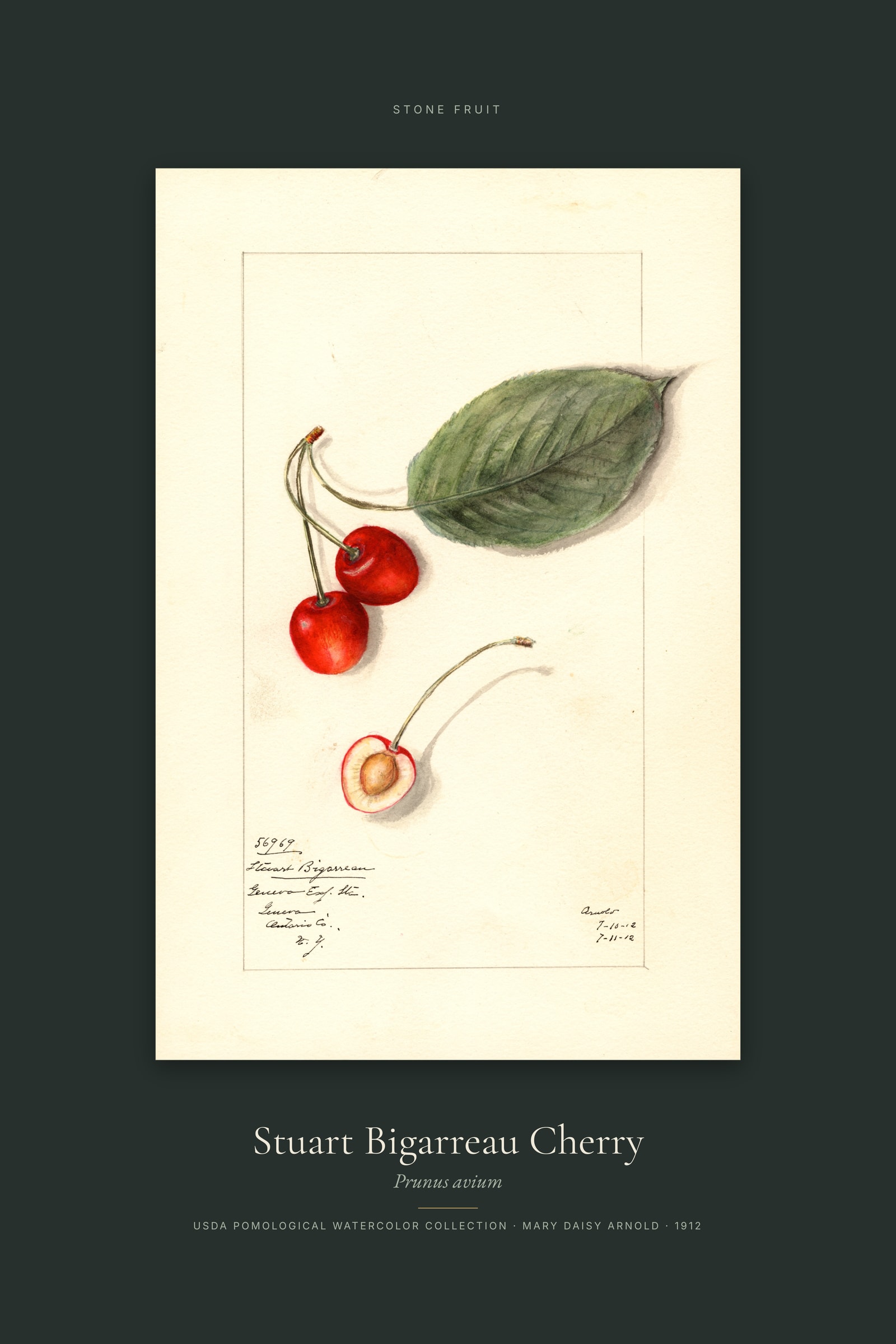 Stuart Bigarreau Cherry — Specimen