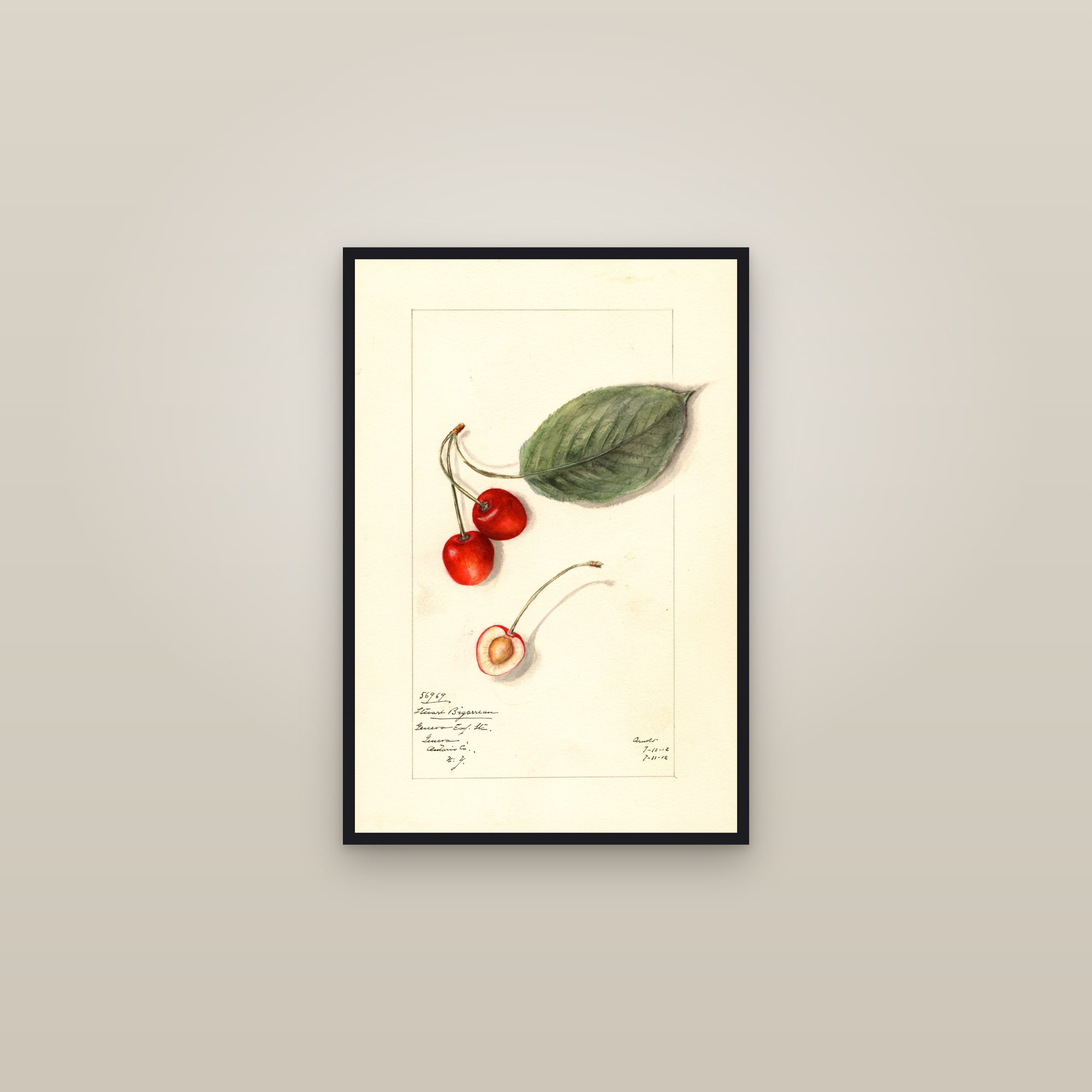 Stuart Bigarreau Cherry — framed in a gallery setting