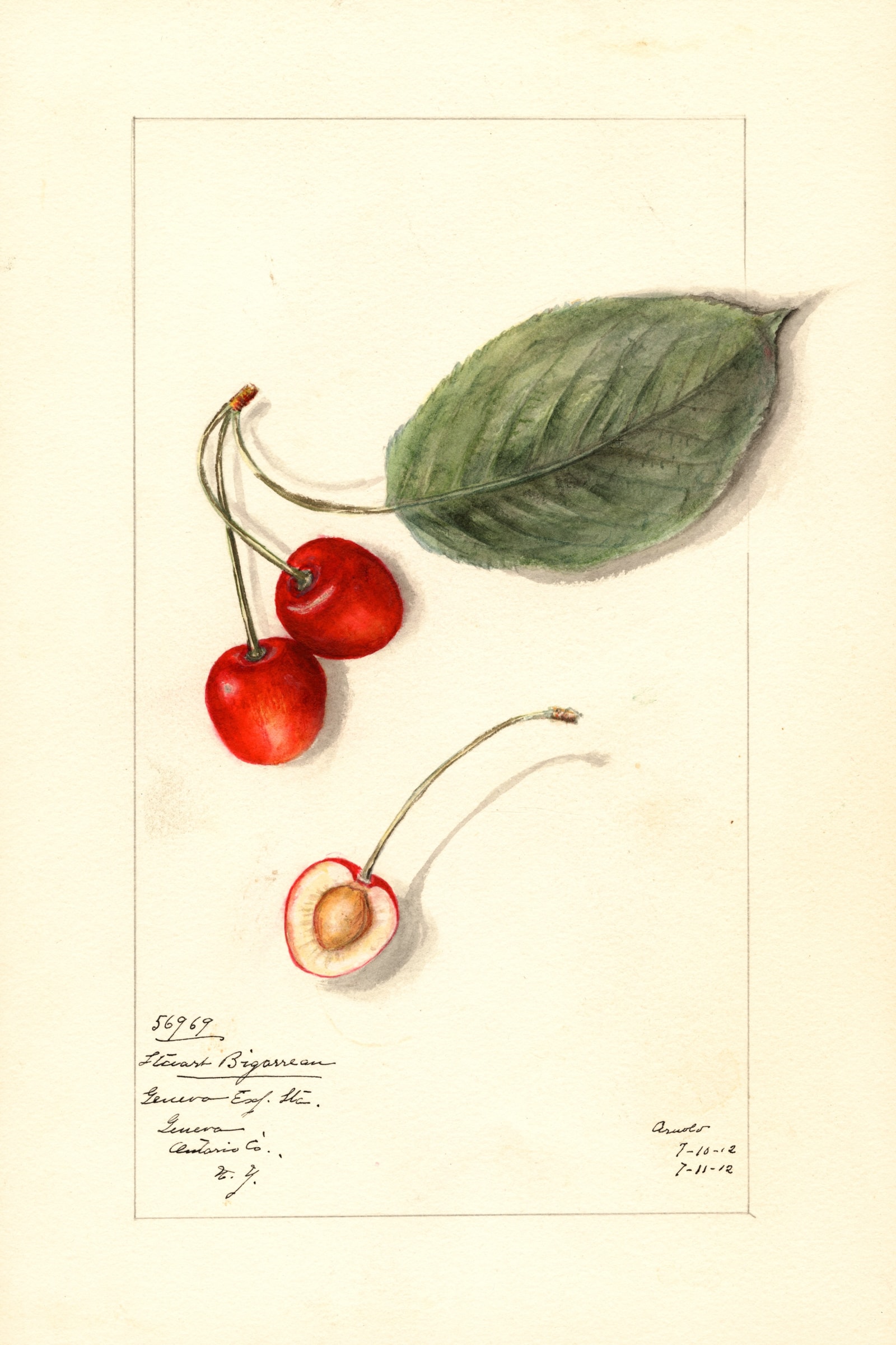 Stuart Bigarreau Cherry