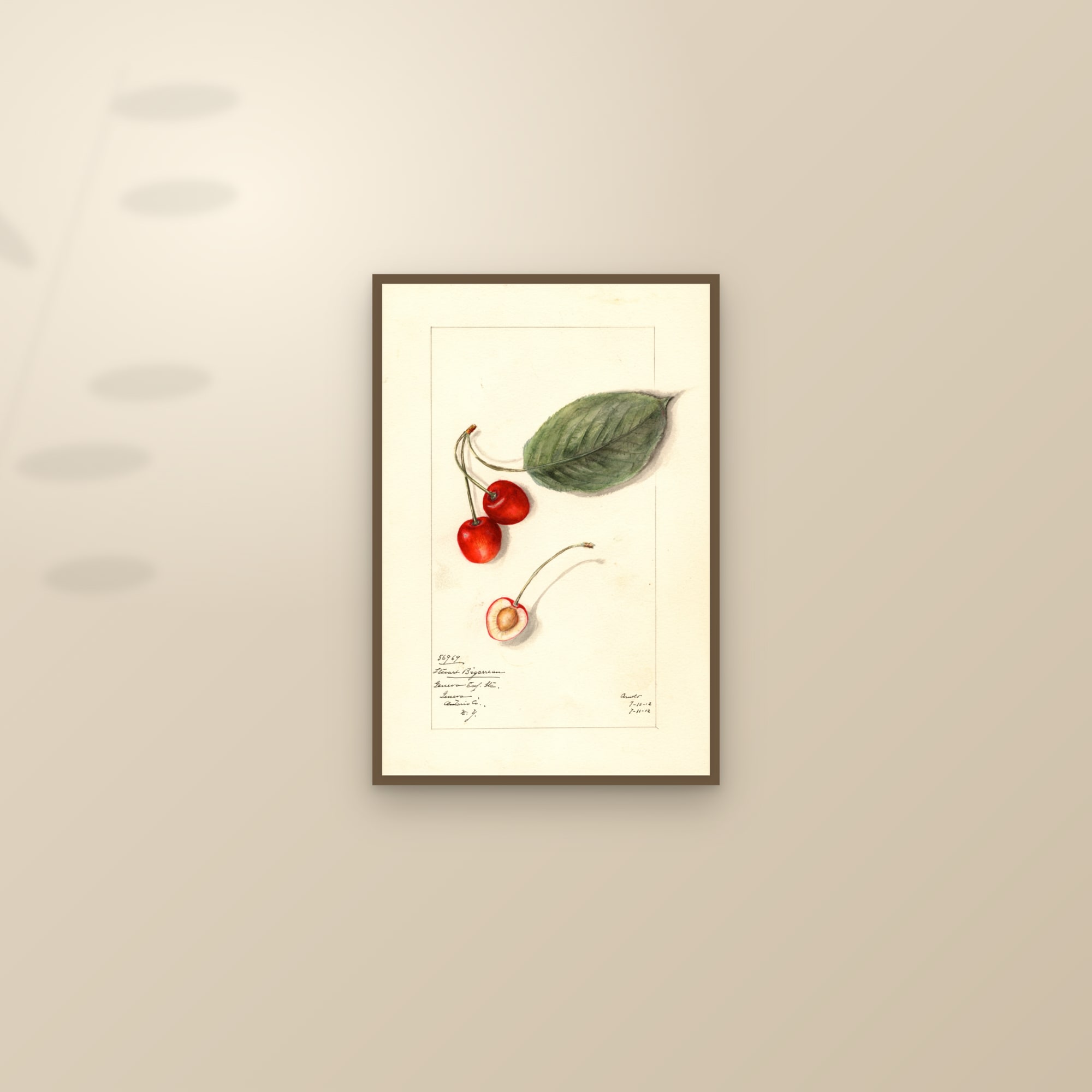 Stuart Bigarreau Cherry — framed and styled on a sunlit wall