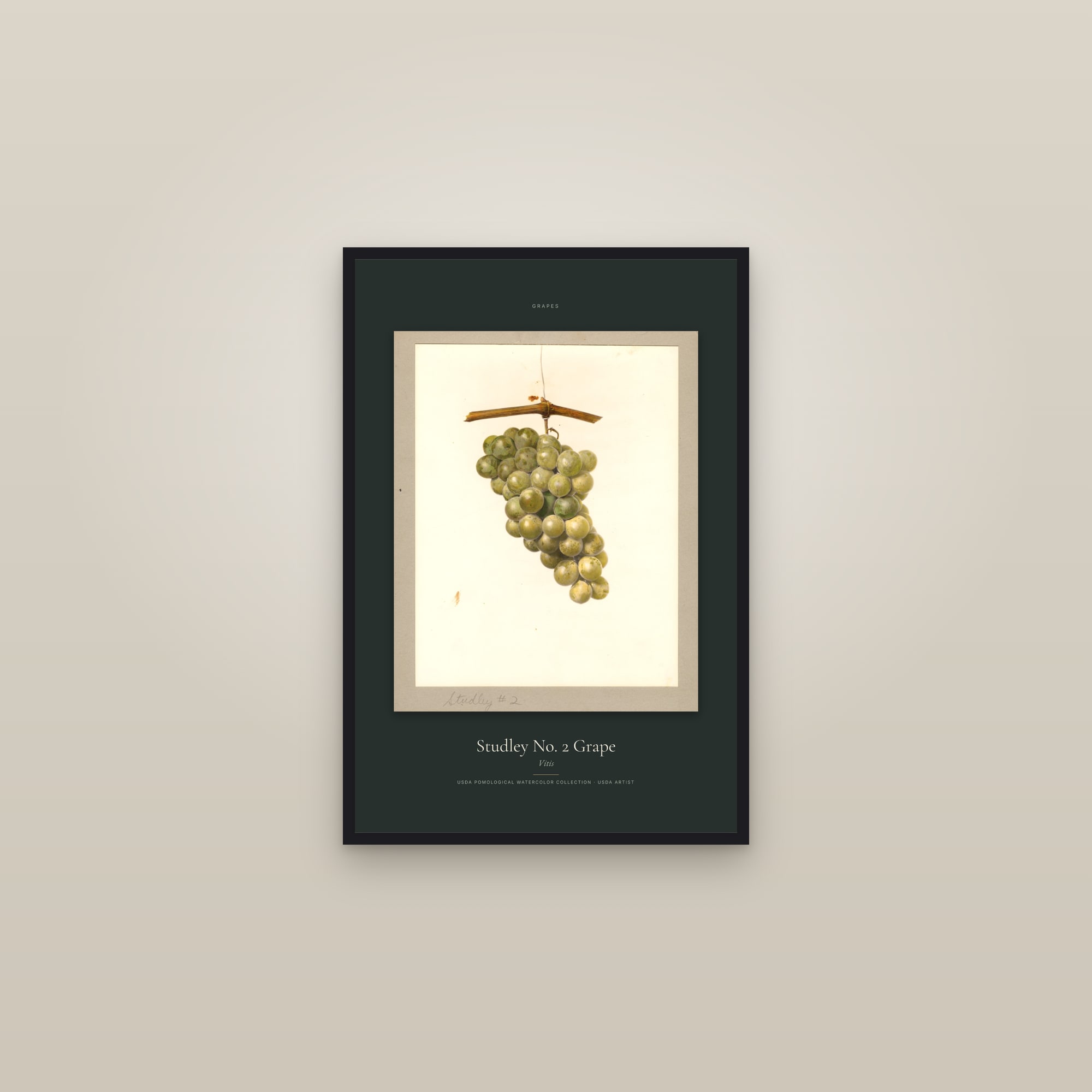 Studley No. 2 Grape — Specimen — framed in a gallery setting