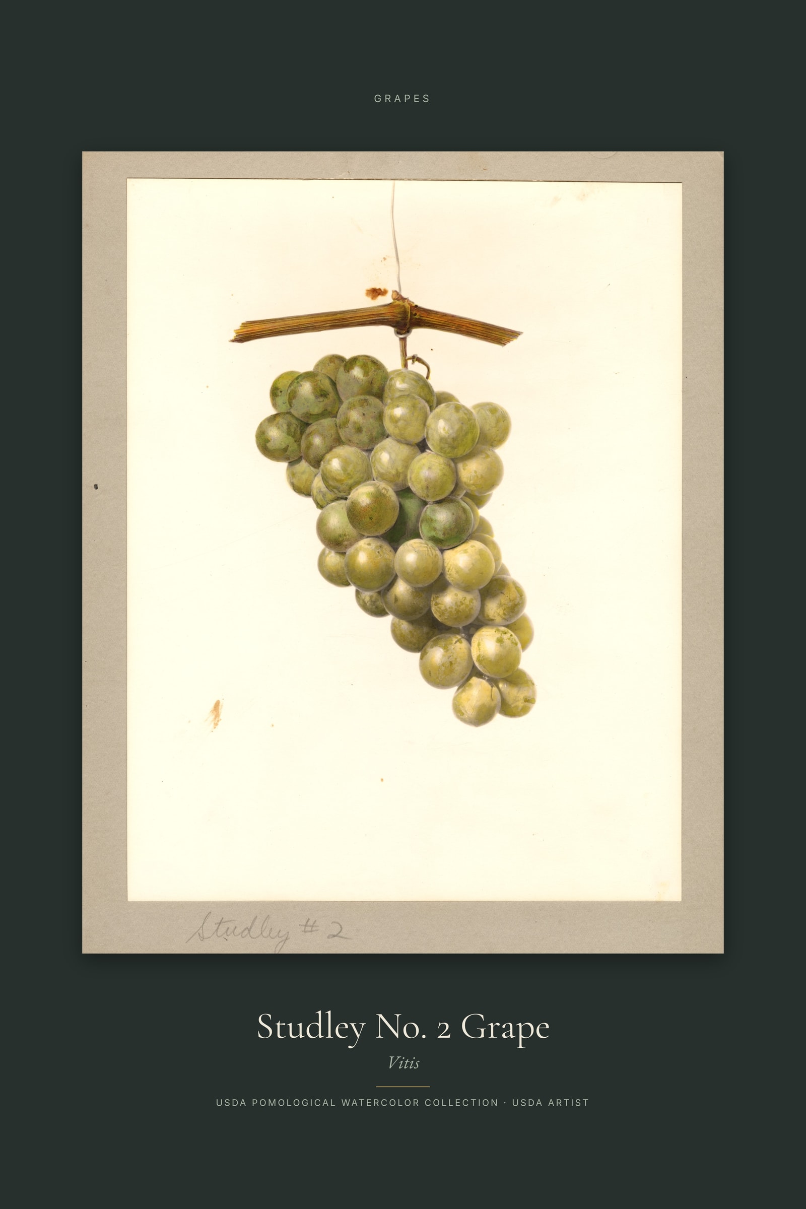 Studley No. 2 Grape — Specimen