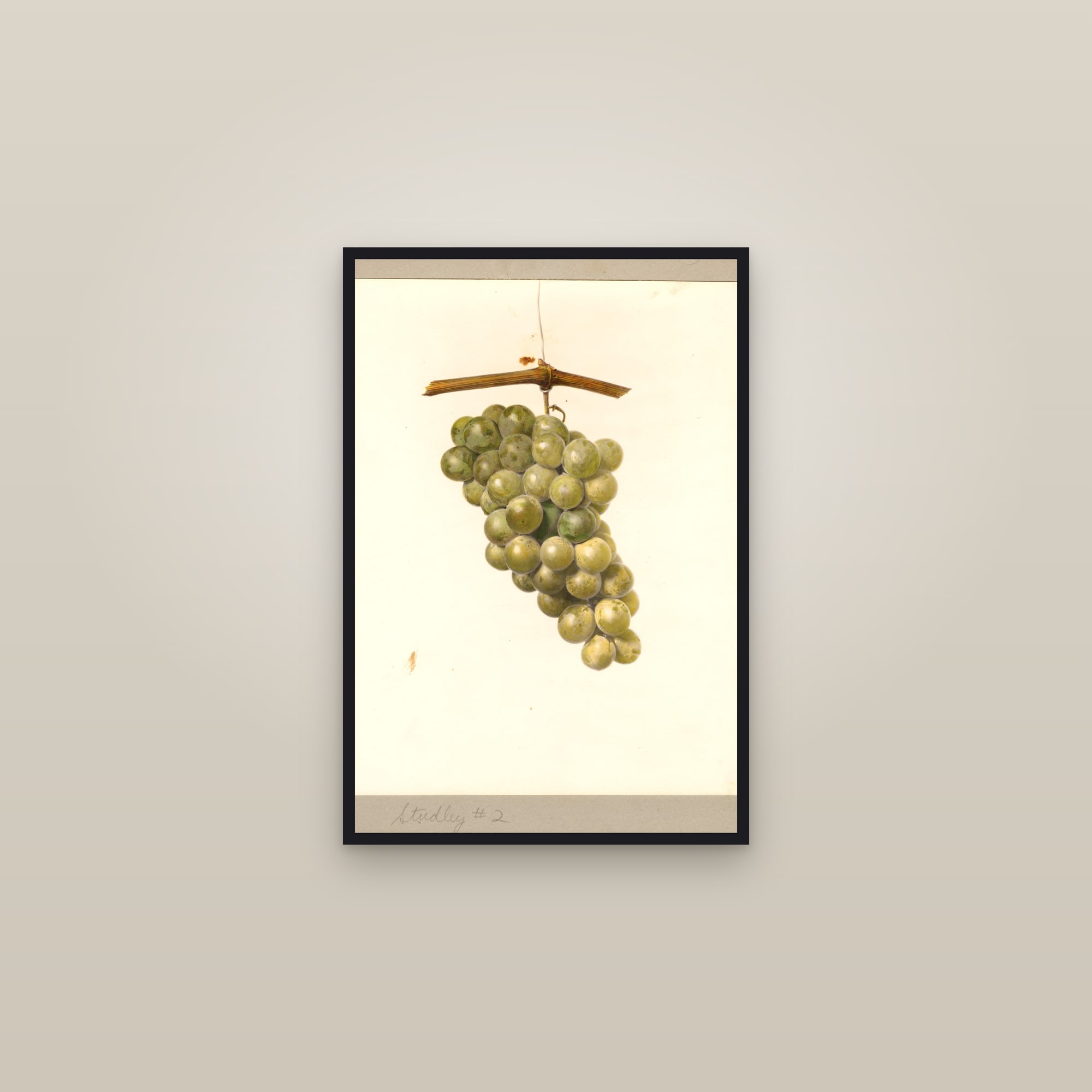 Studley No. 2 Grape — framed in a gallery setting