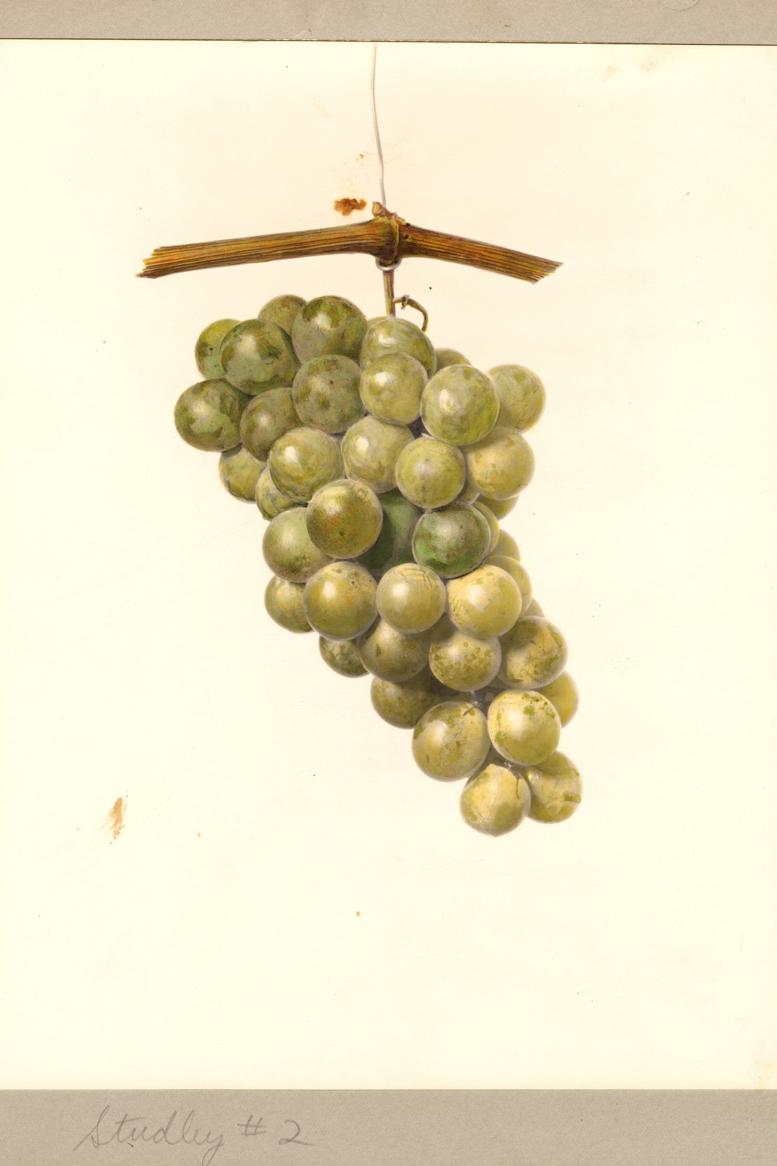Studley No. 2 Grape