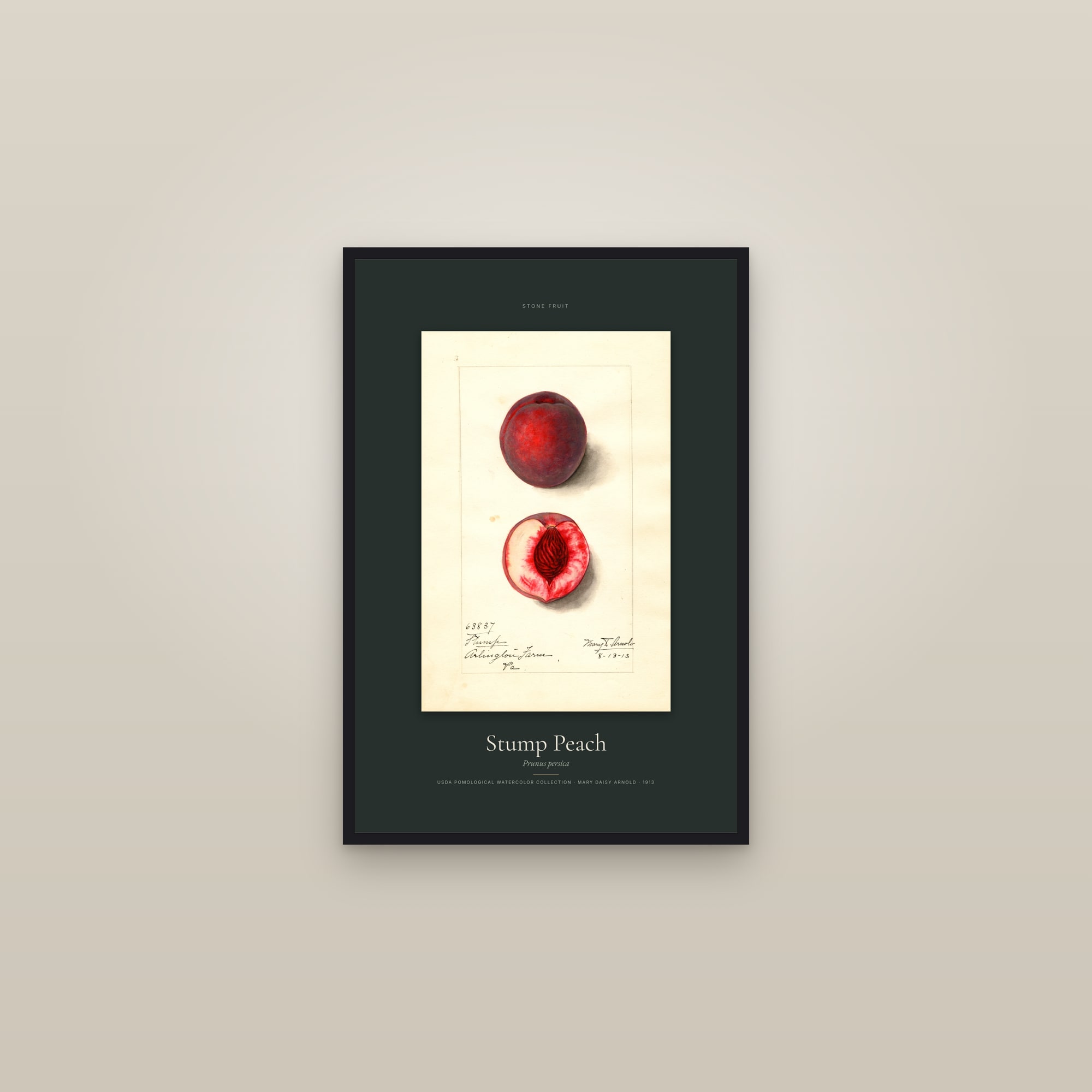 Stump Peach — Specimen — framed in a gallery setting