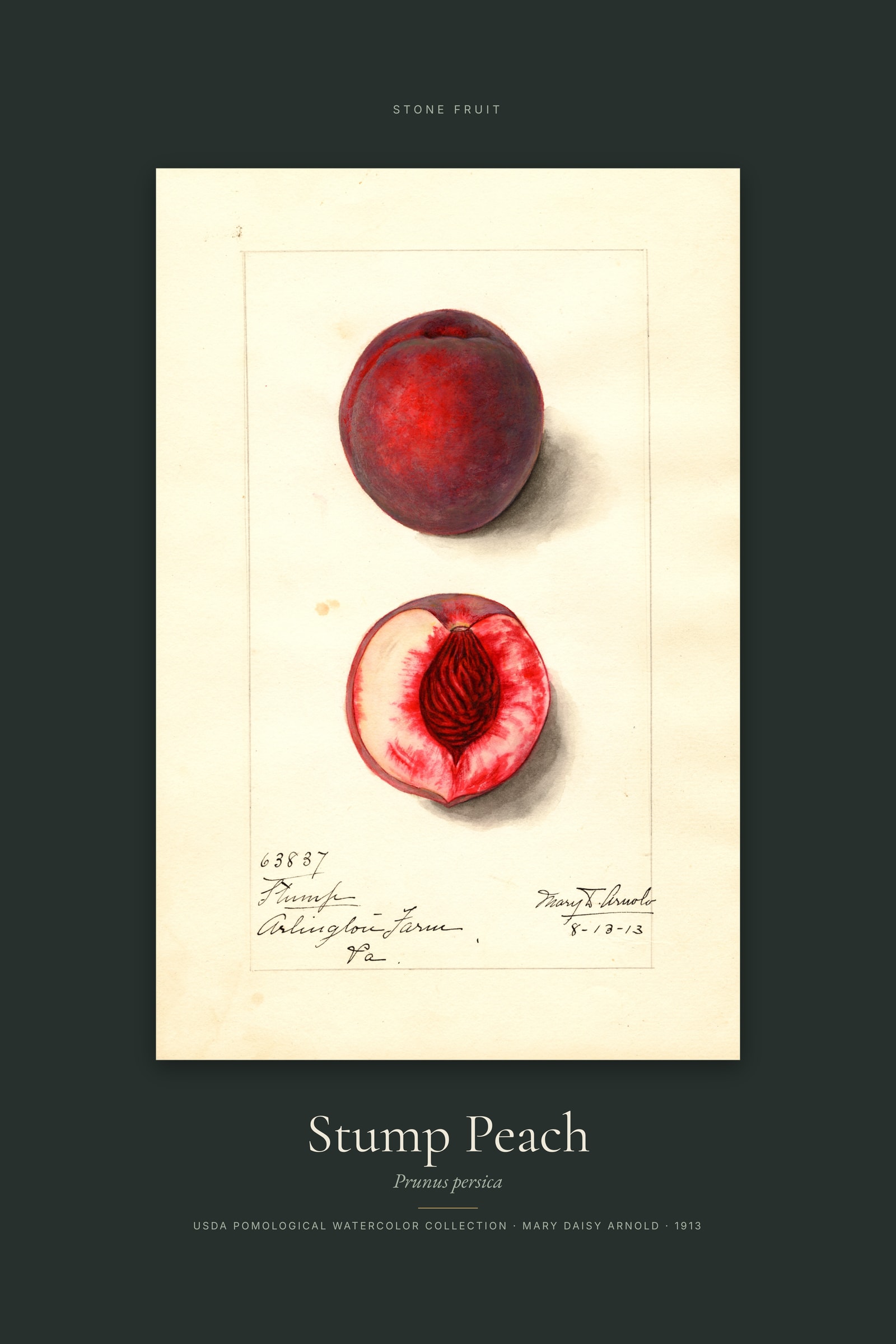 Stump Peach — Specimen