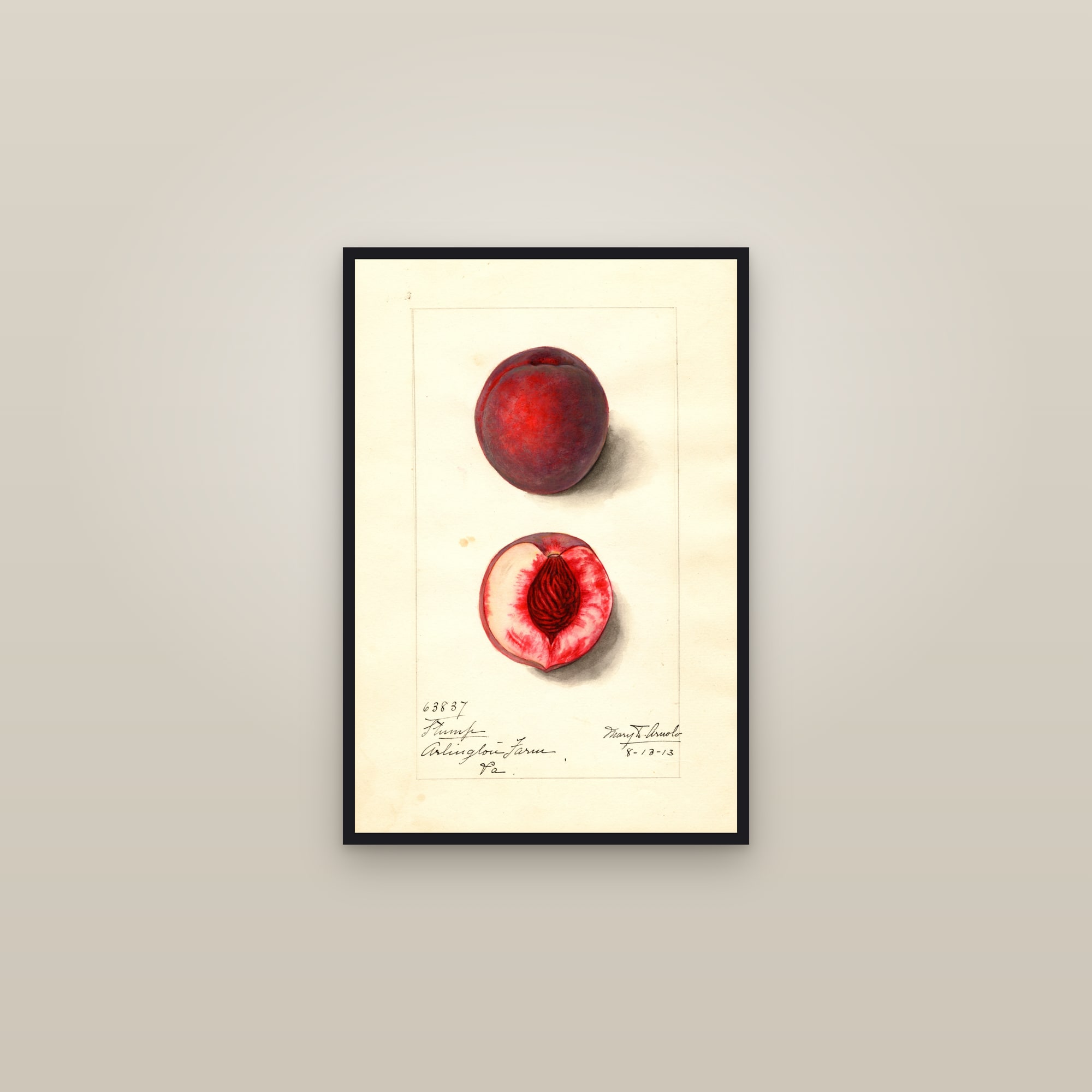 Stump Peach — framed in a gallery setting
