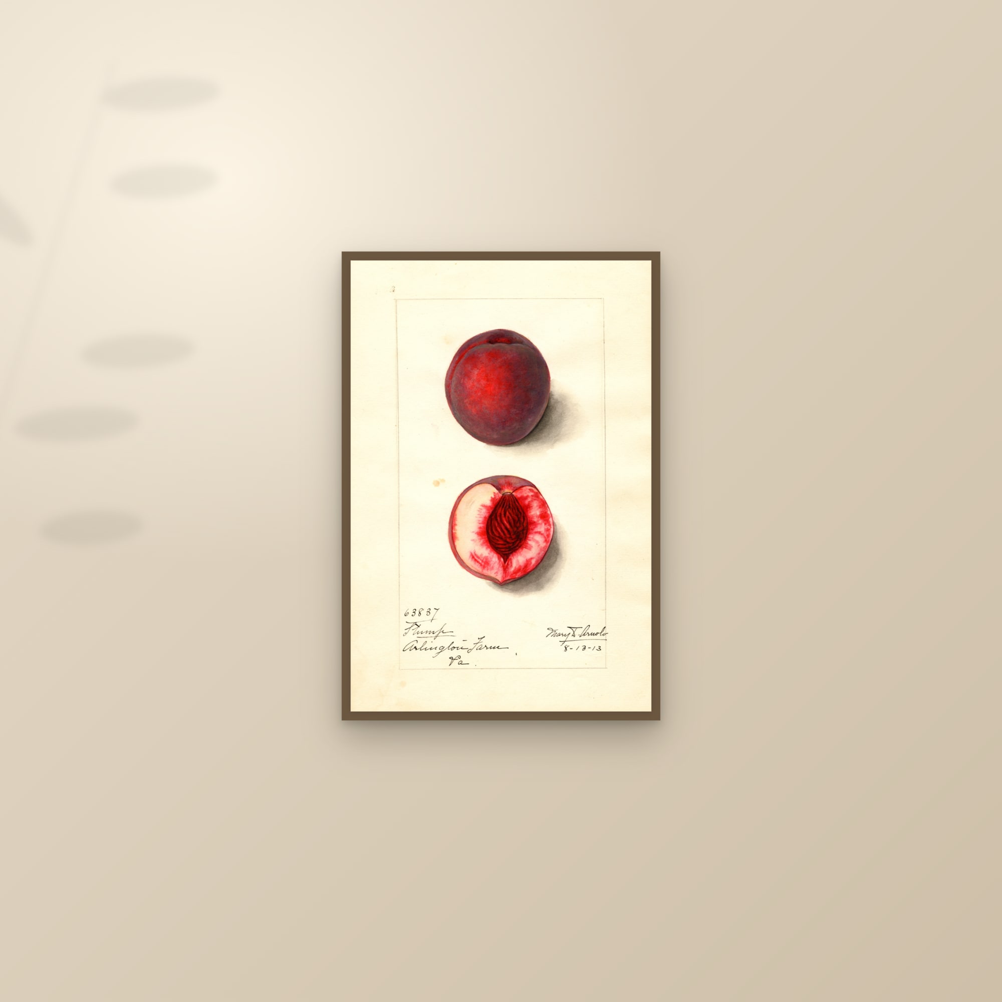Stump Peach — framed and styled on a sunlit wall