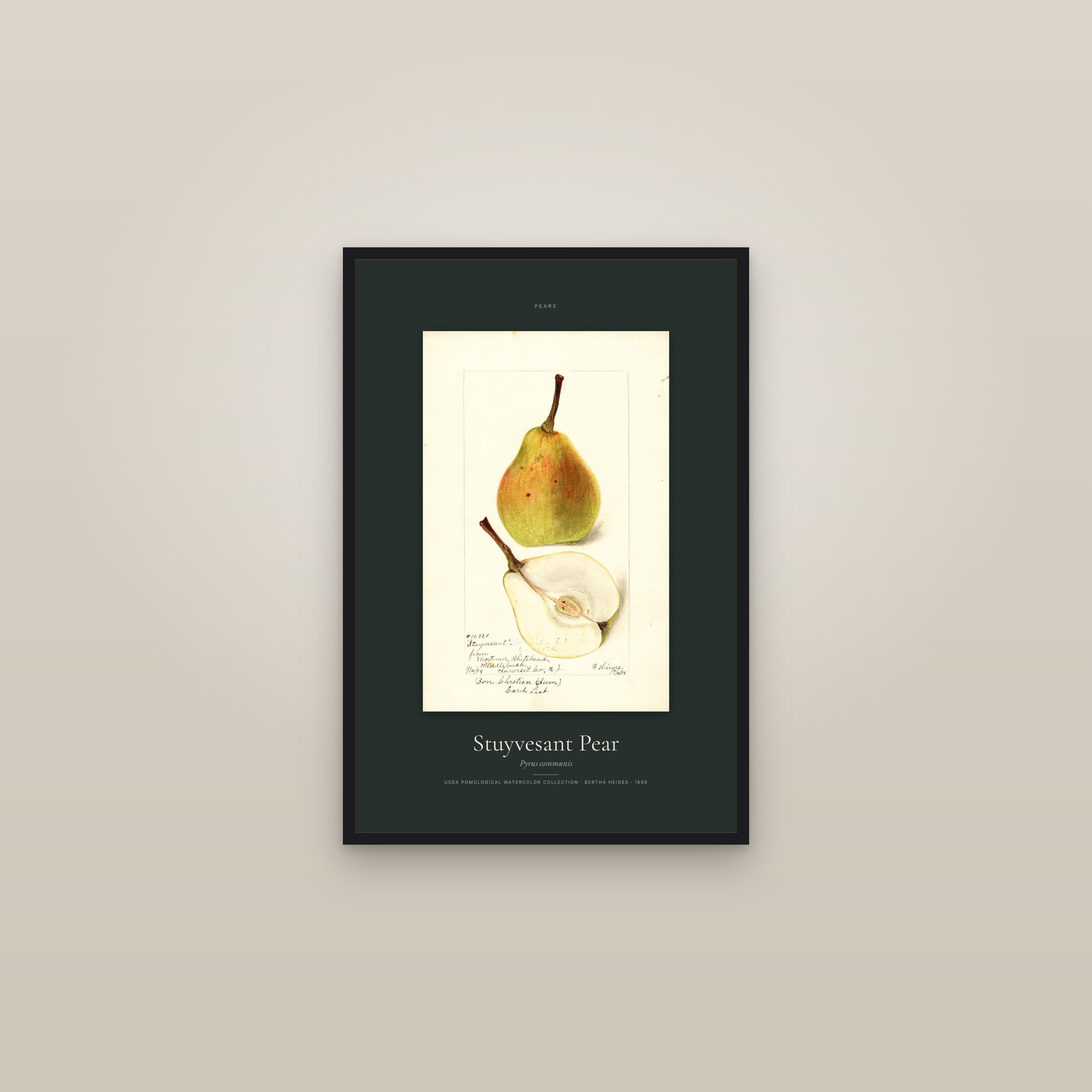 Stuyvesant Pear — Specimen — framed in a gallery setting