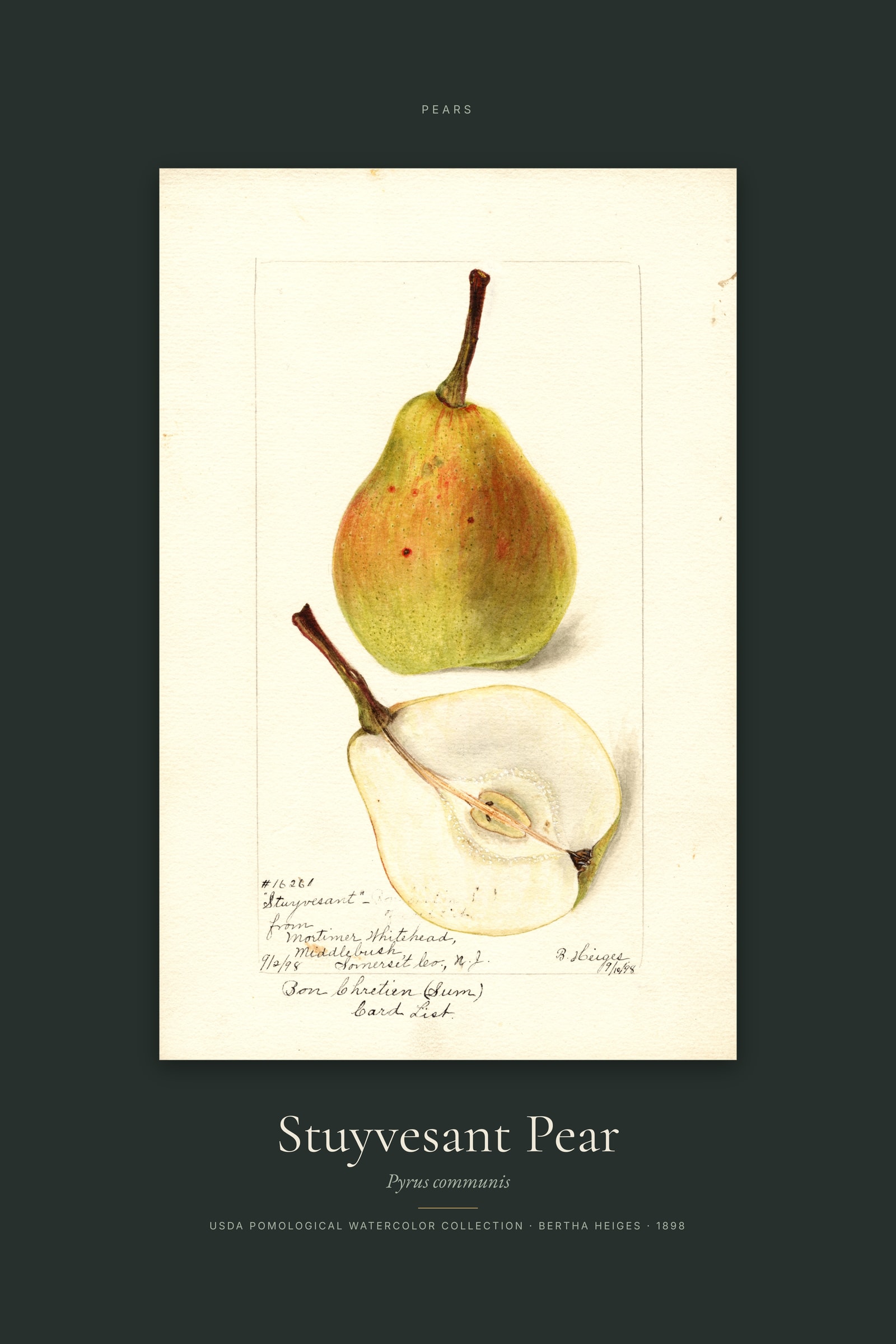 Stuyvesant Pear — Specimen