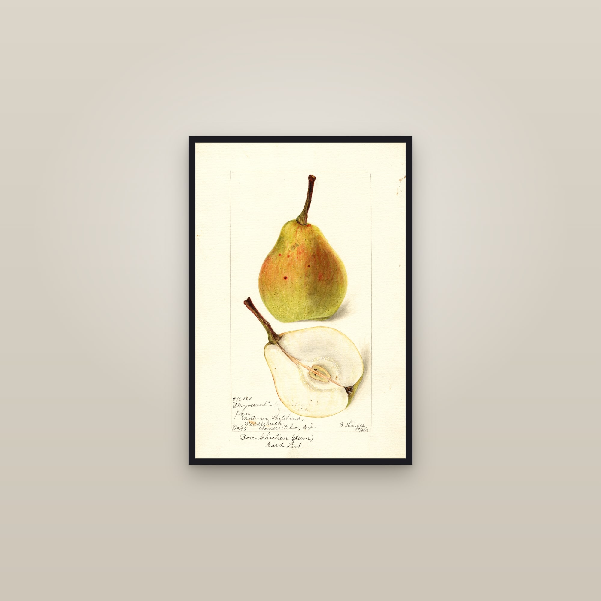 Stuyvesant Pear — framed in a gallery setting
