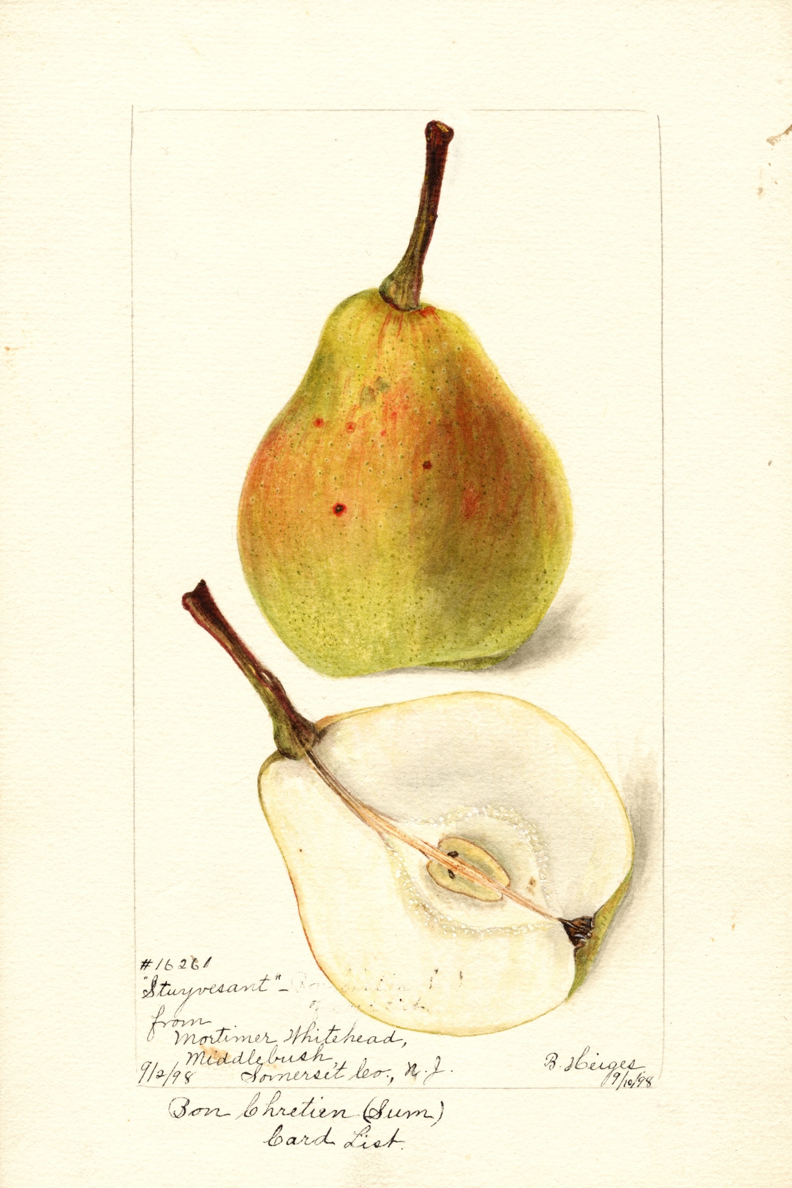 Stuyvesant Pear