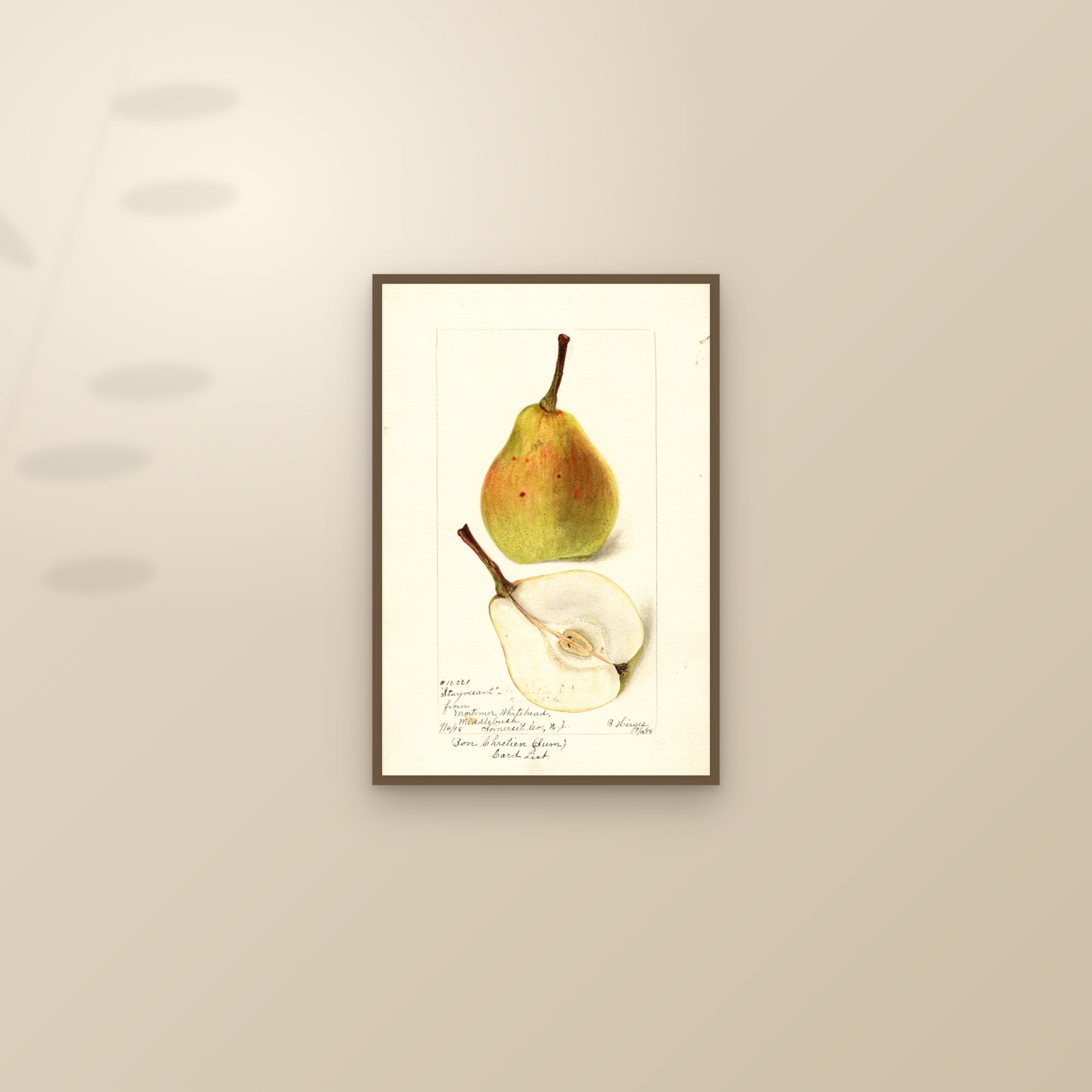 Stuyvesant Pear — framed and styled on a sunlit wall