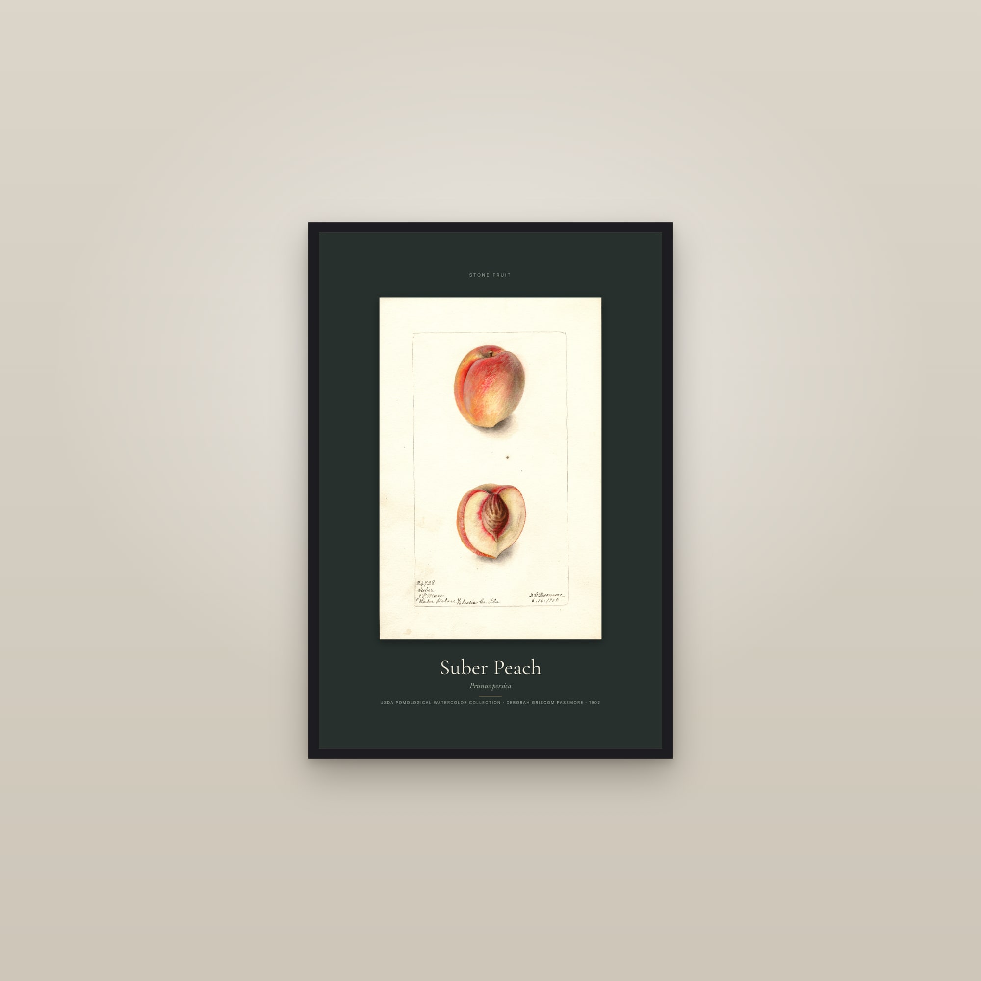 Suber Peach — Specimen — framed in a gallery setting