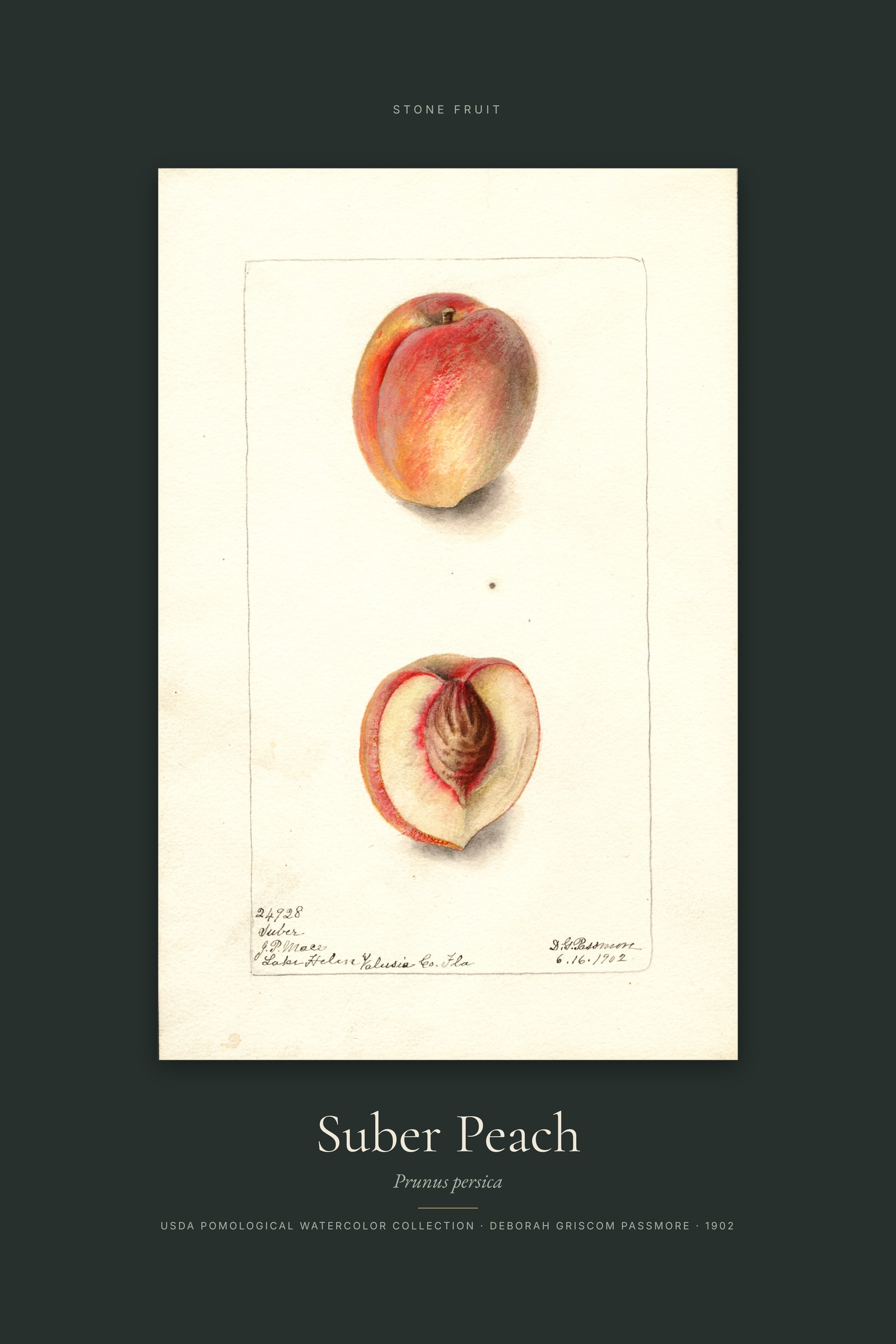 Suber Peach — Specimen