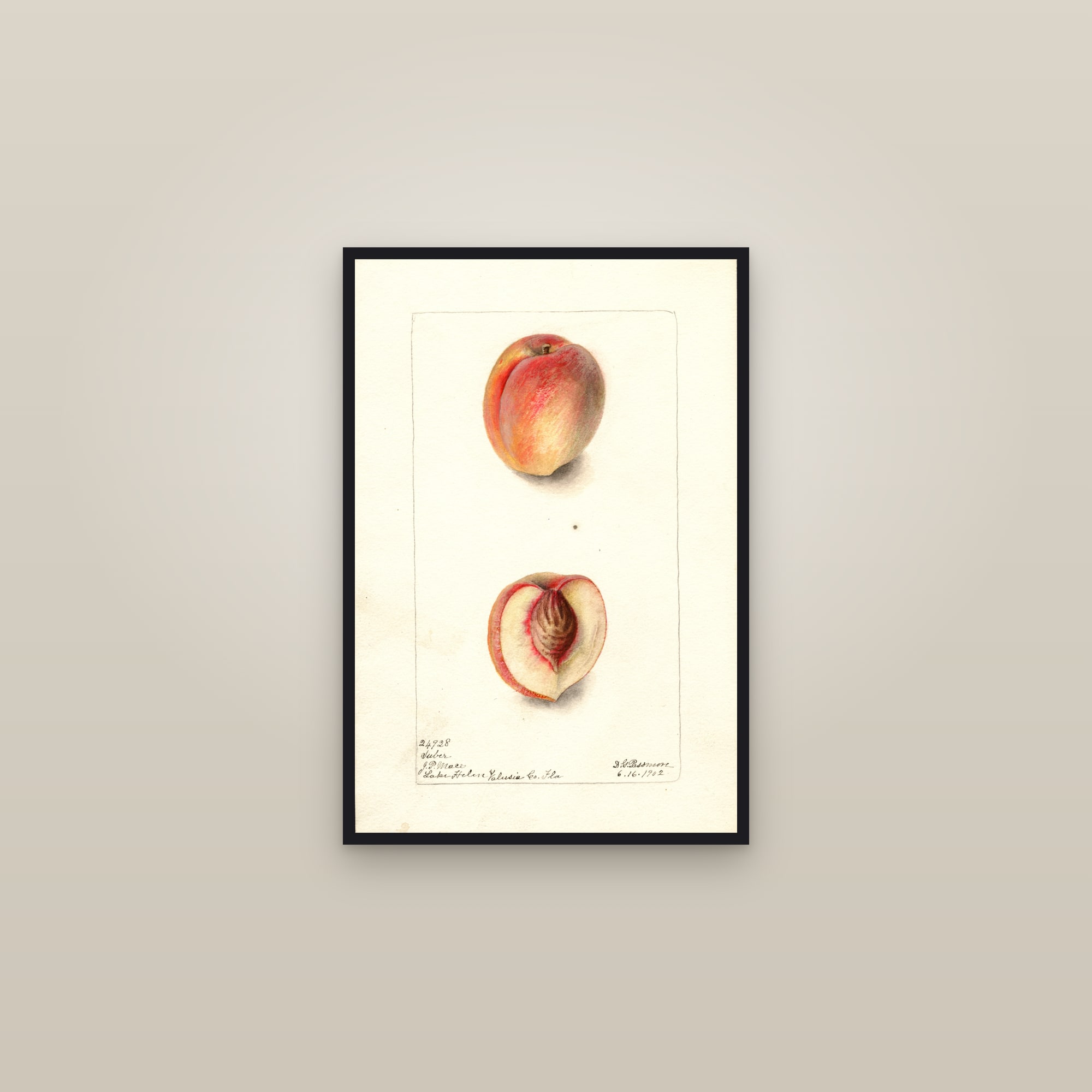 Suber Peach — framed in a gallery setting
