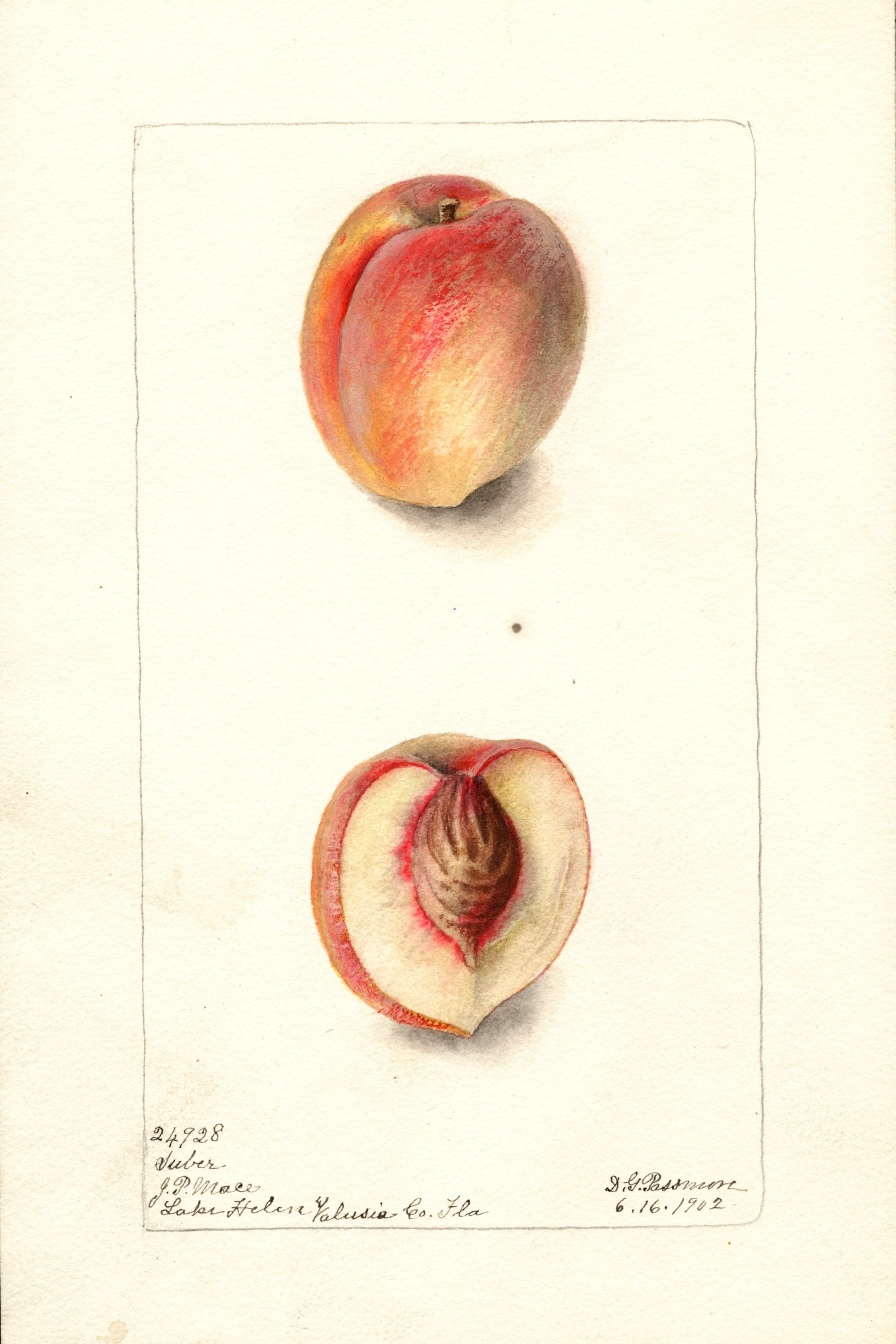Suber Peach
