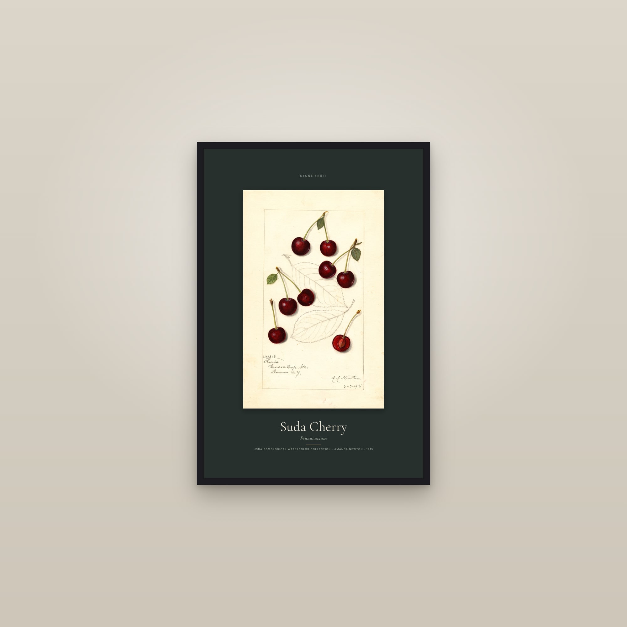Suda Cherry — Specimen — framed in a gallery setting