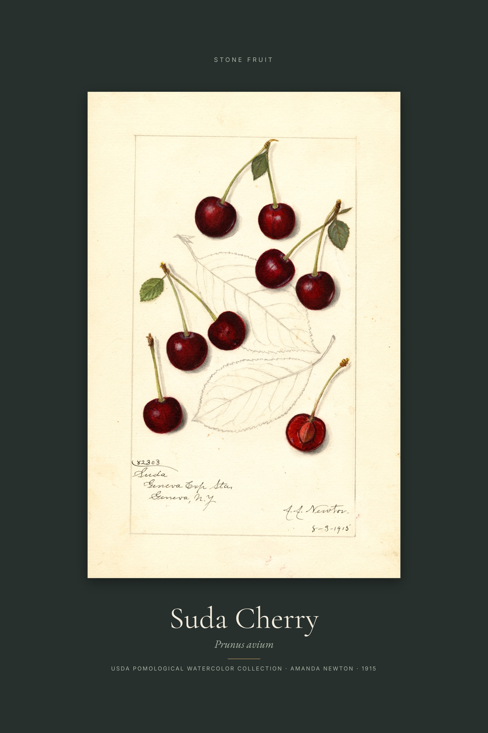 Suda Cherry — Specimen