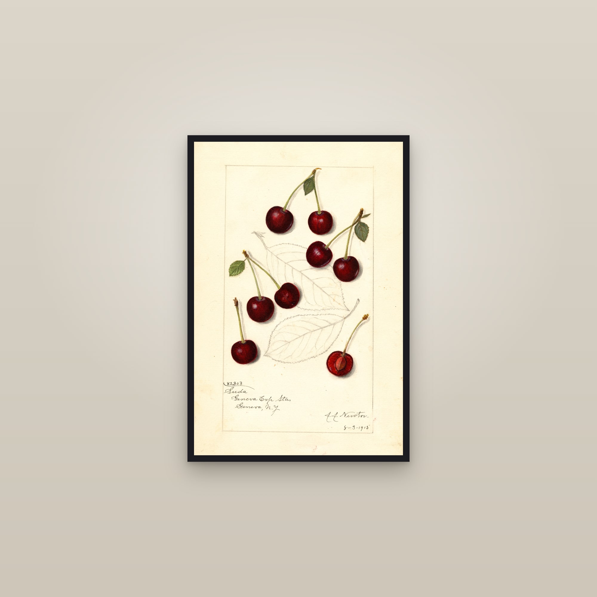 Suda Cherry — framed in a gallery setting