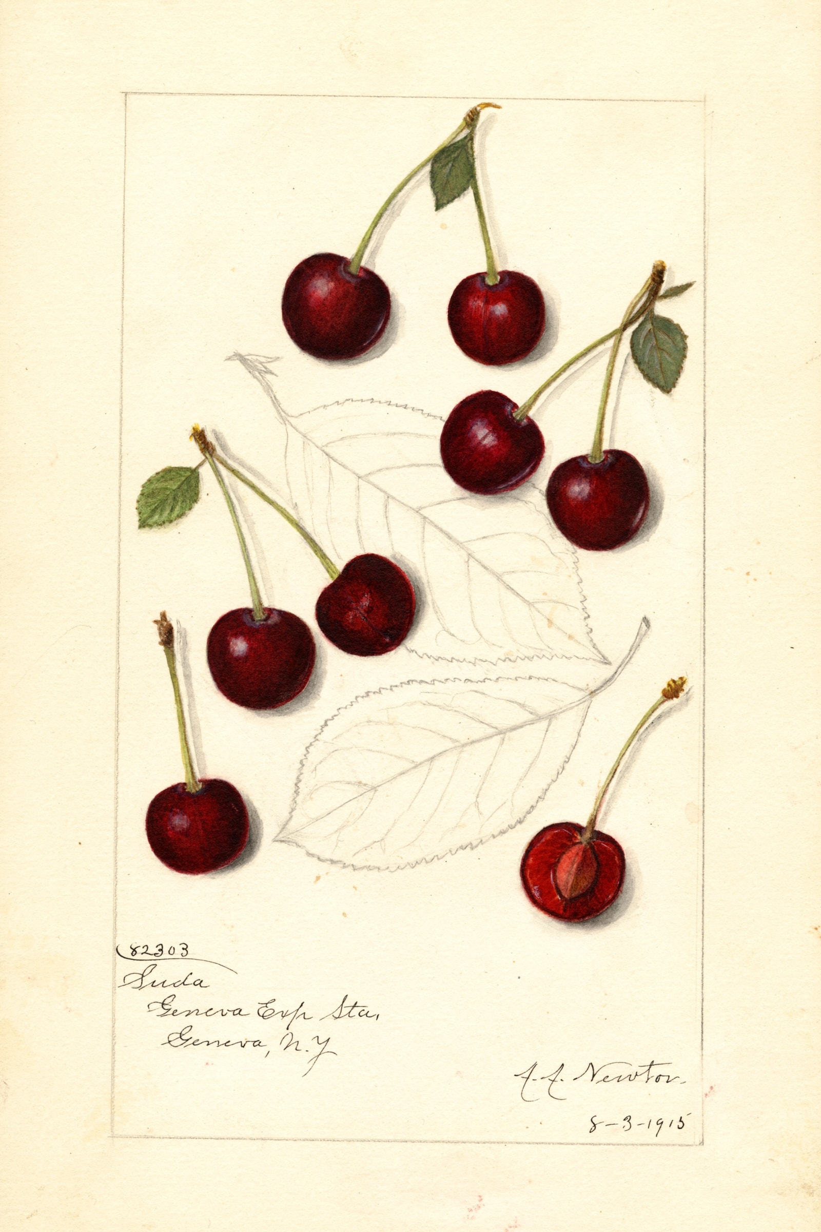 Suda Cherry