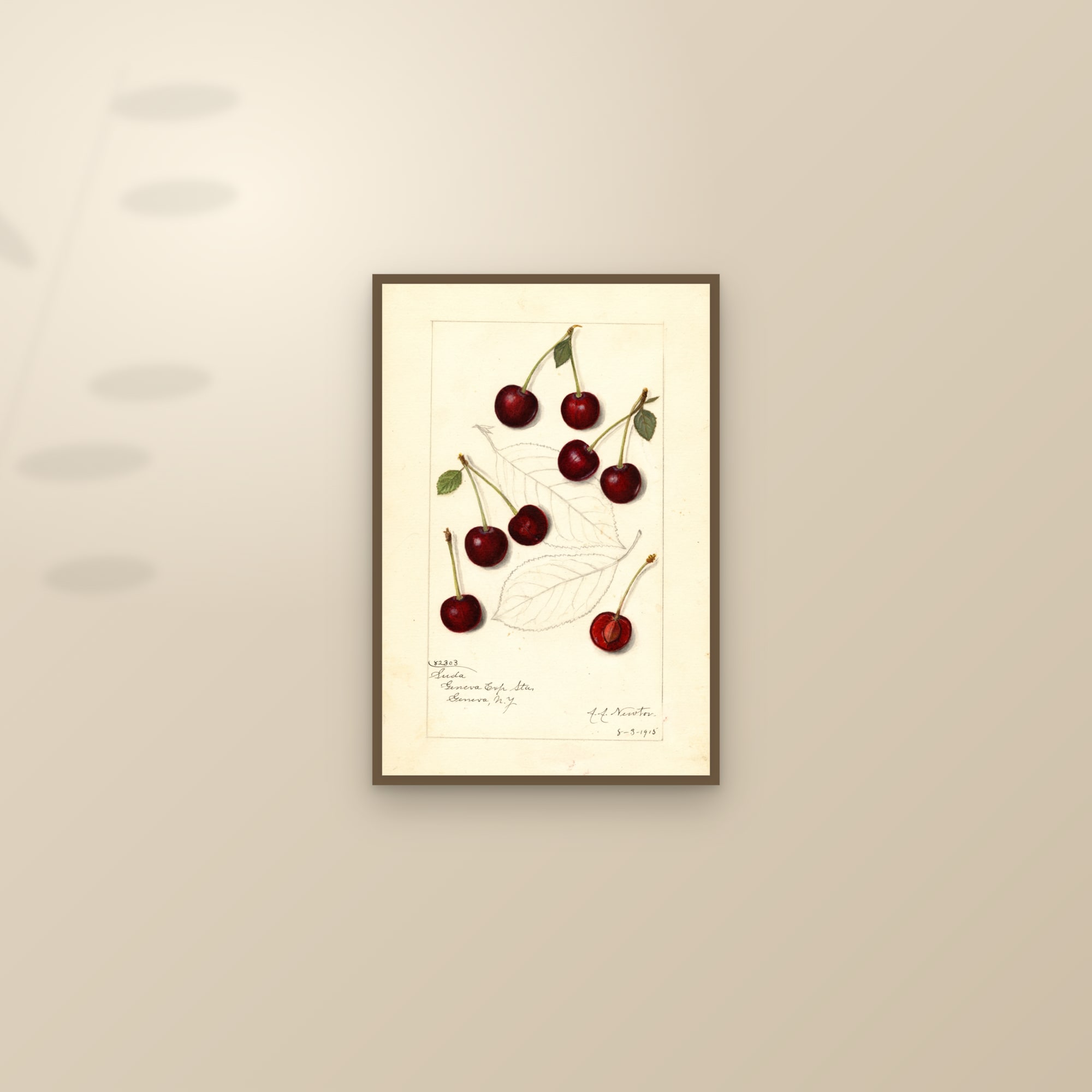 Suda Cherry — framed and styled on a sunlit wall