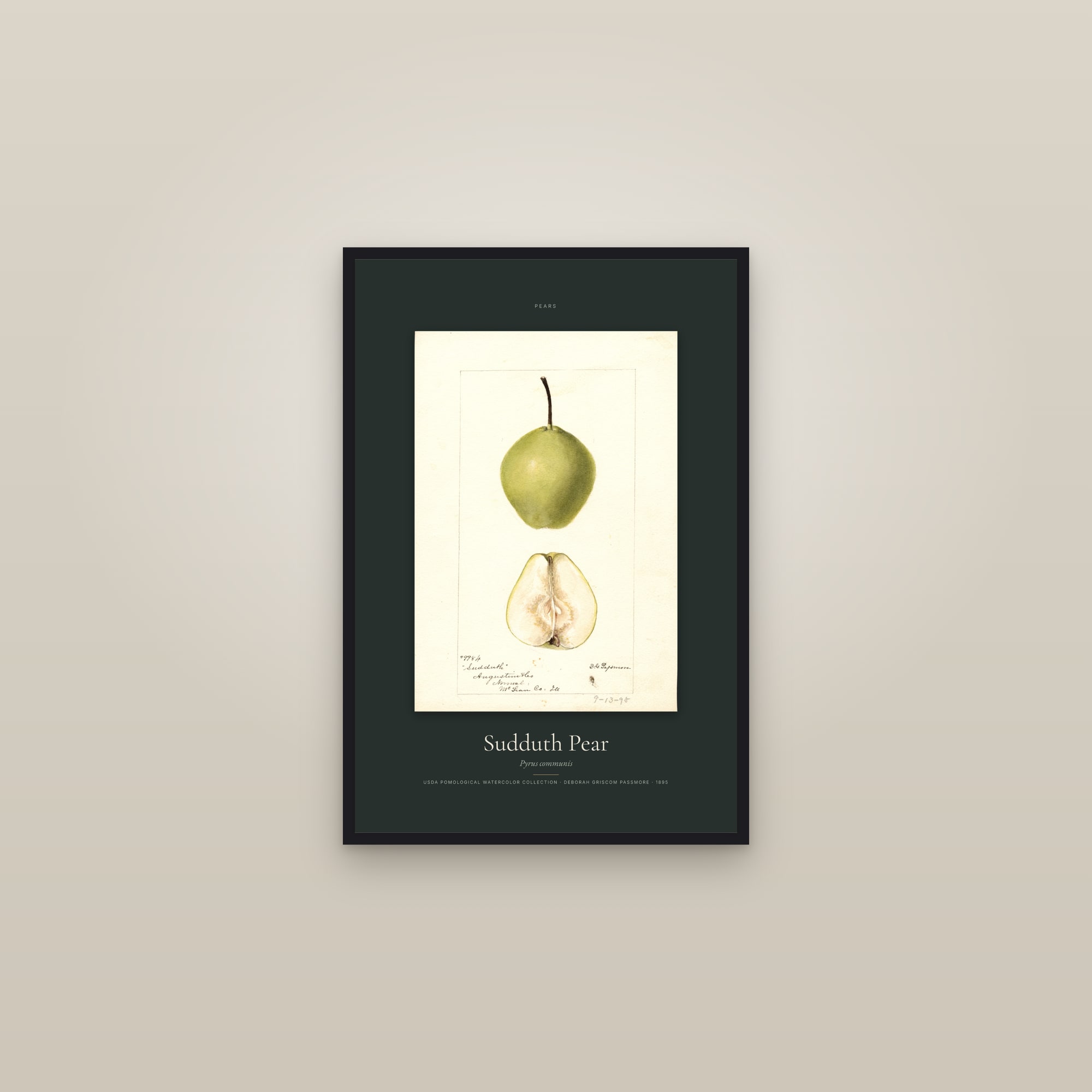 Sudduth Pear — Specimen — framed in a gallery setting