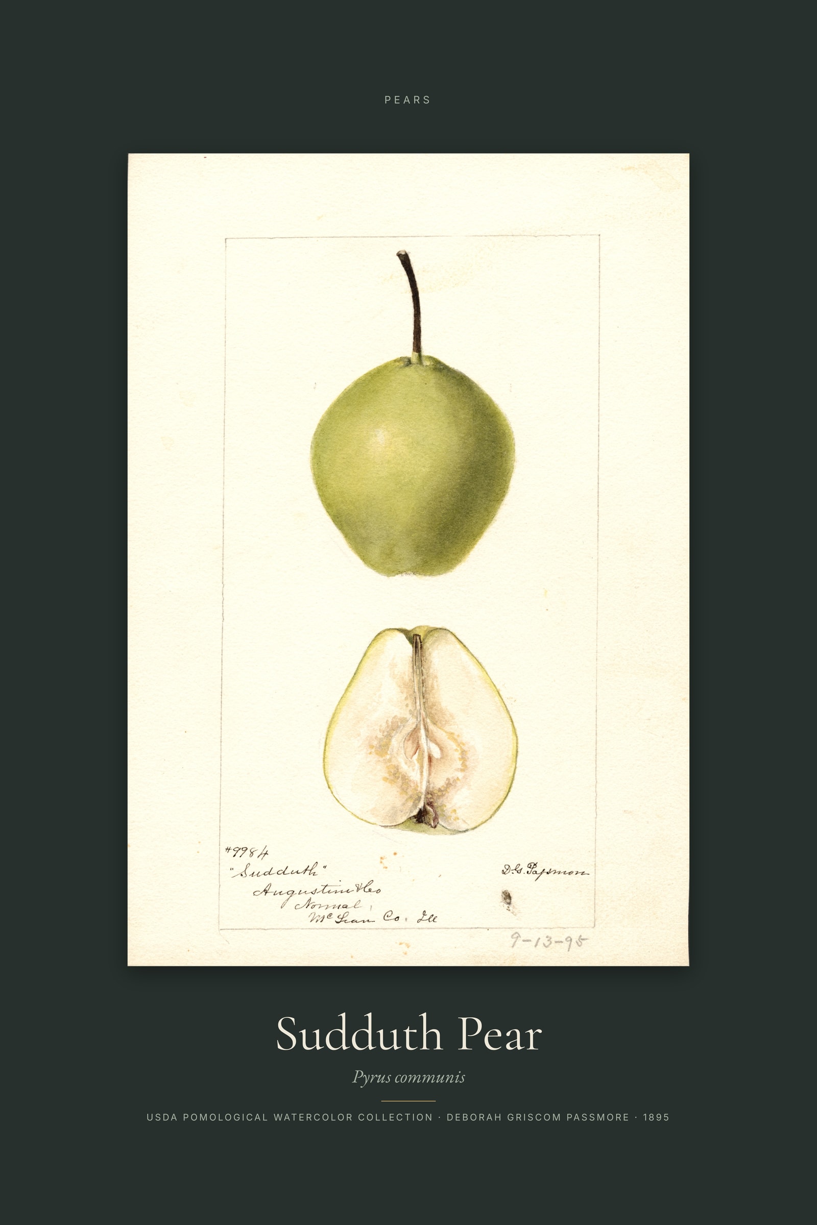 Sudduth Pear — Specimen
