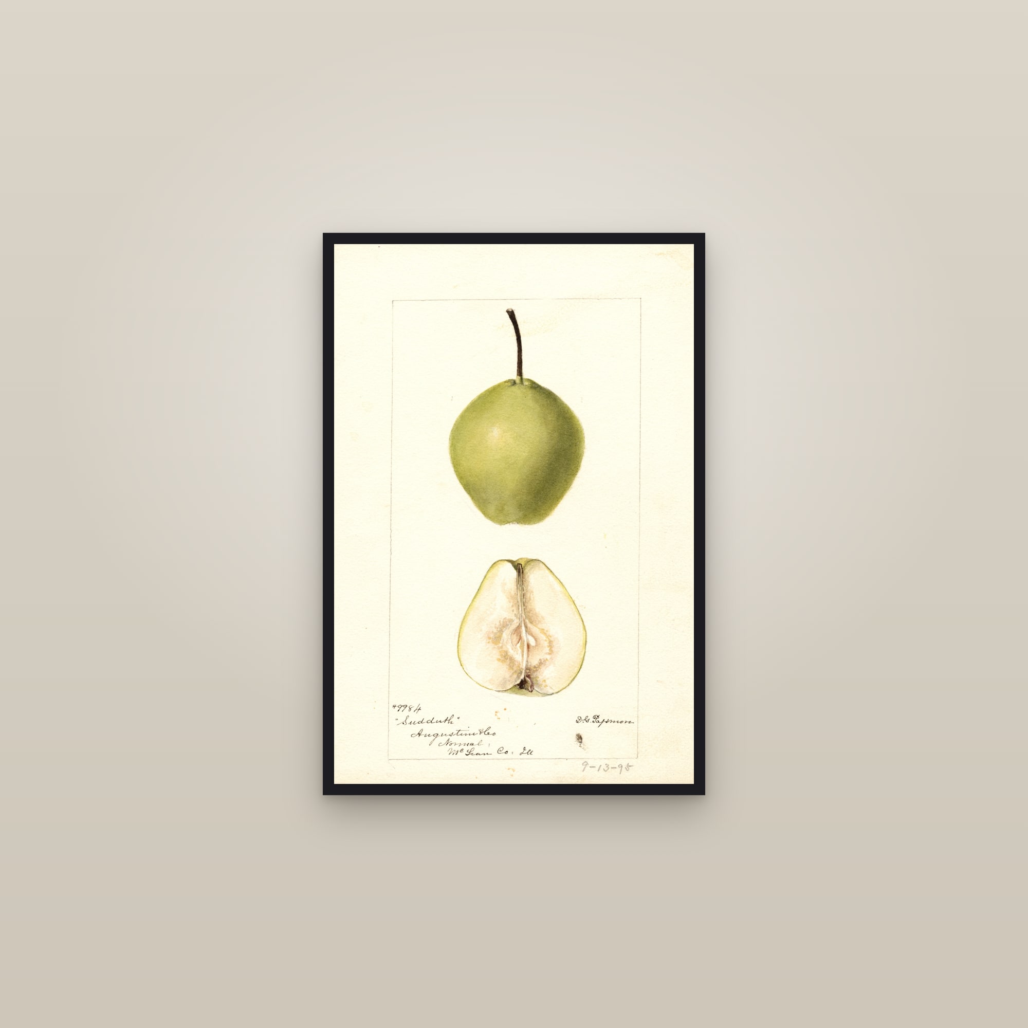 Sudduth Pear — framed in a gallery setting