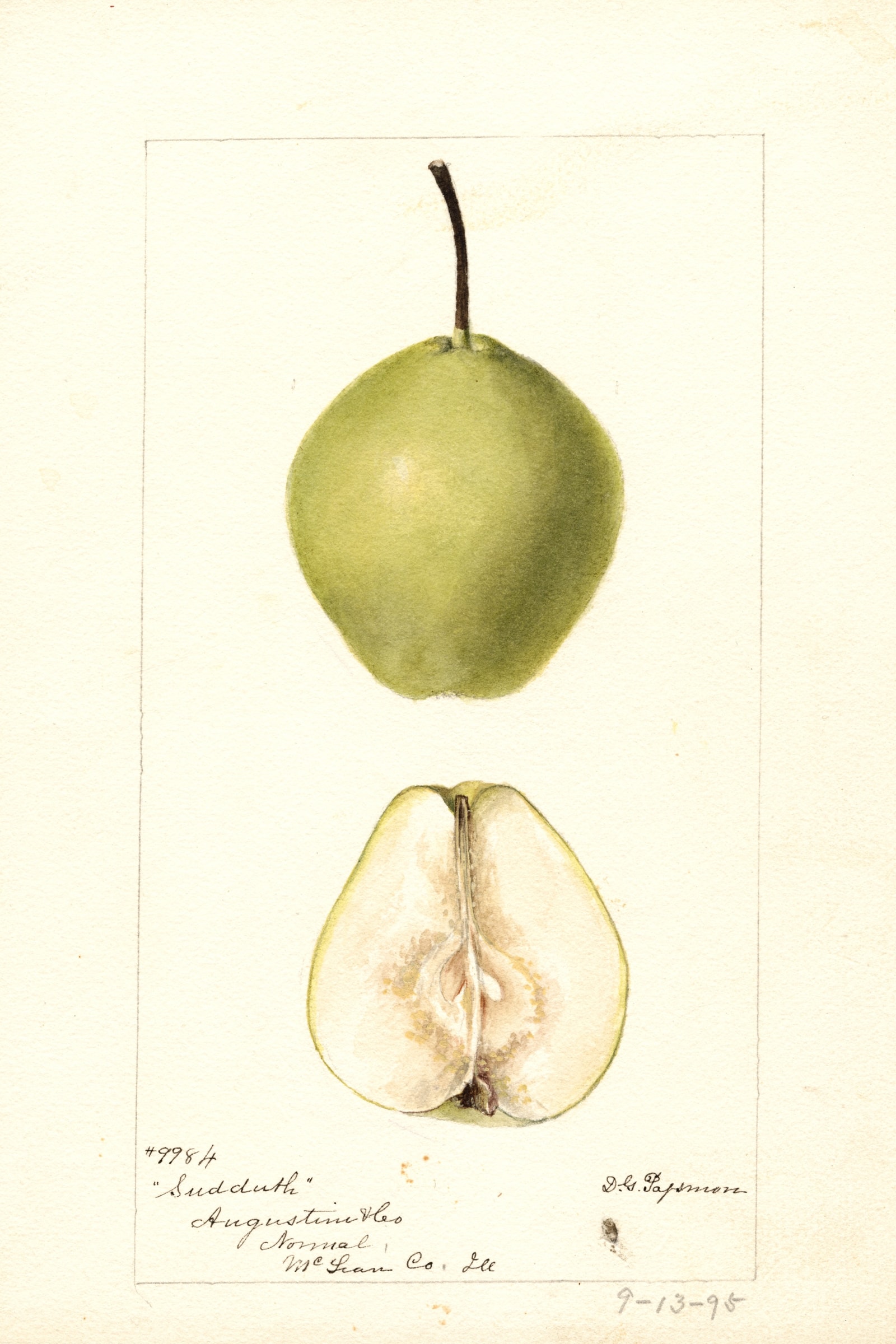 Sudduth Pear
