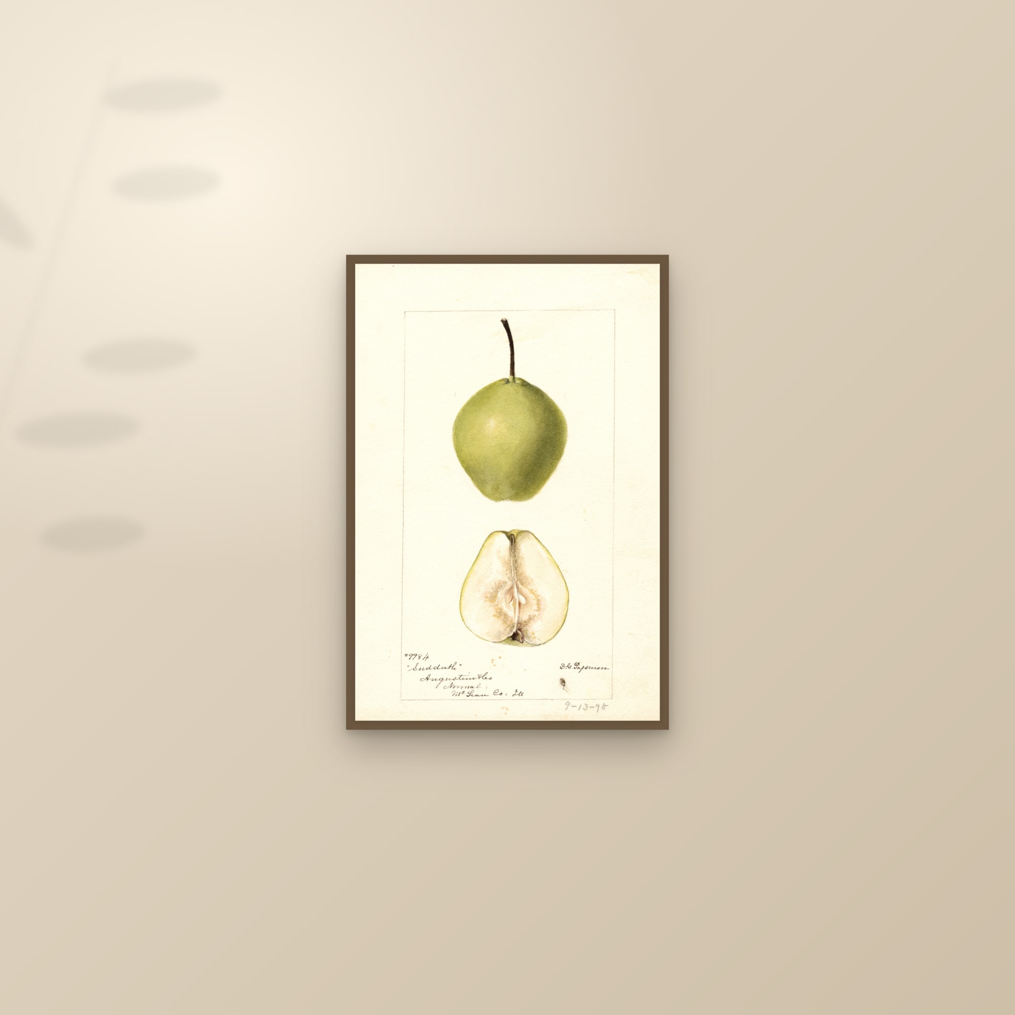 Sudduth Pear — framed and styled on a sunlit wall