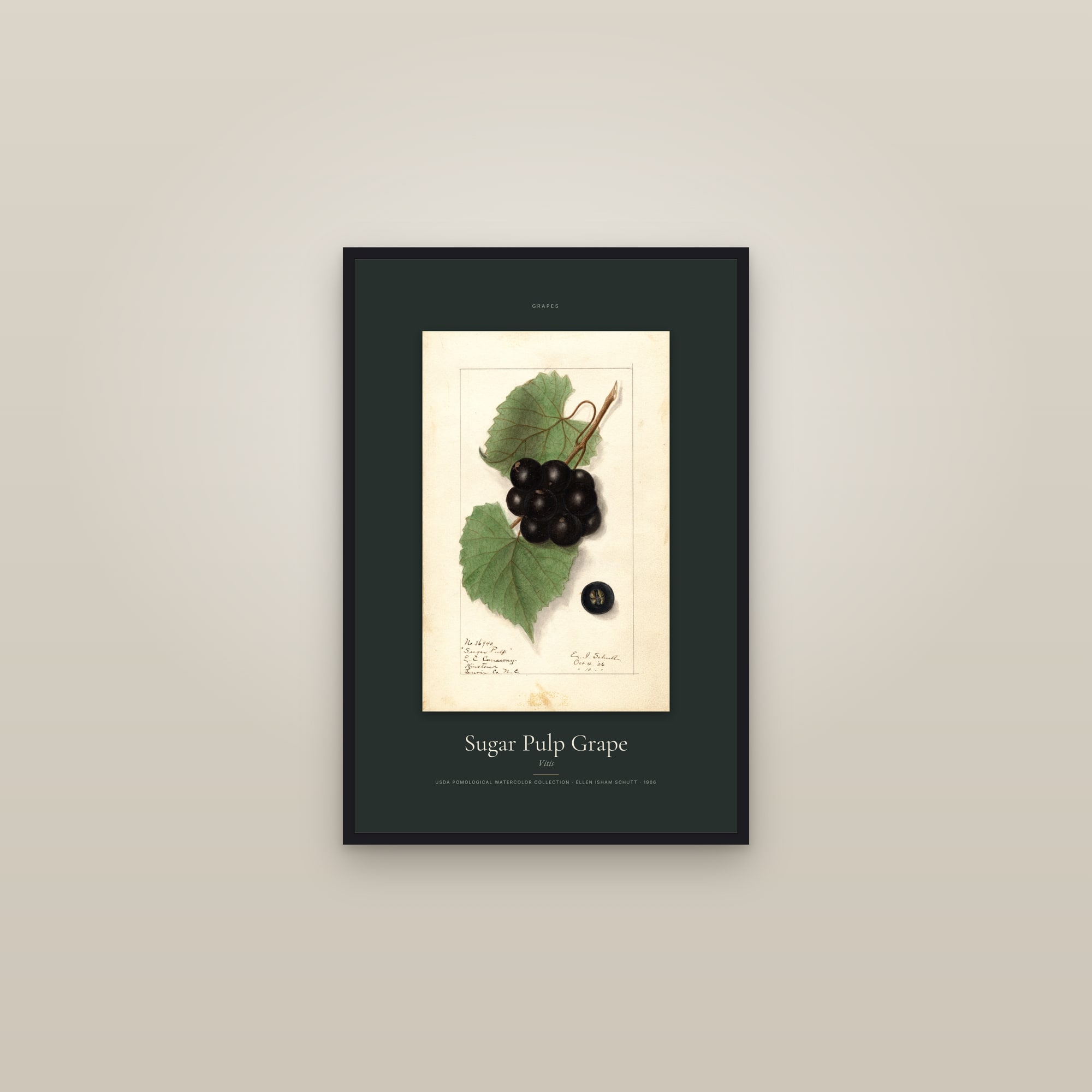 Sugar Pulp Grape — Specimen — framed in a gallery setting