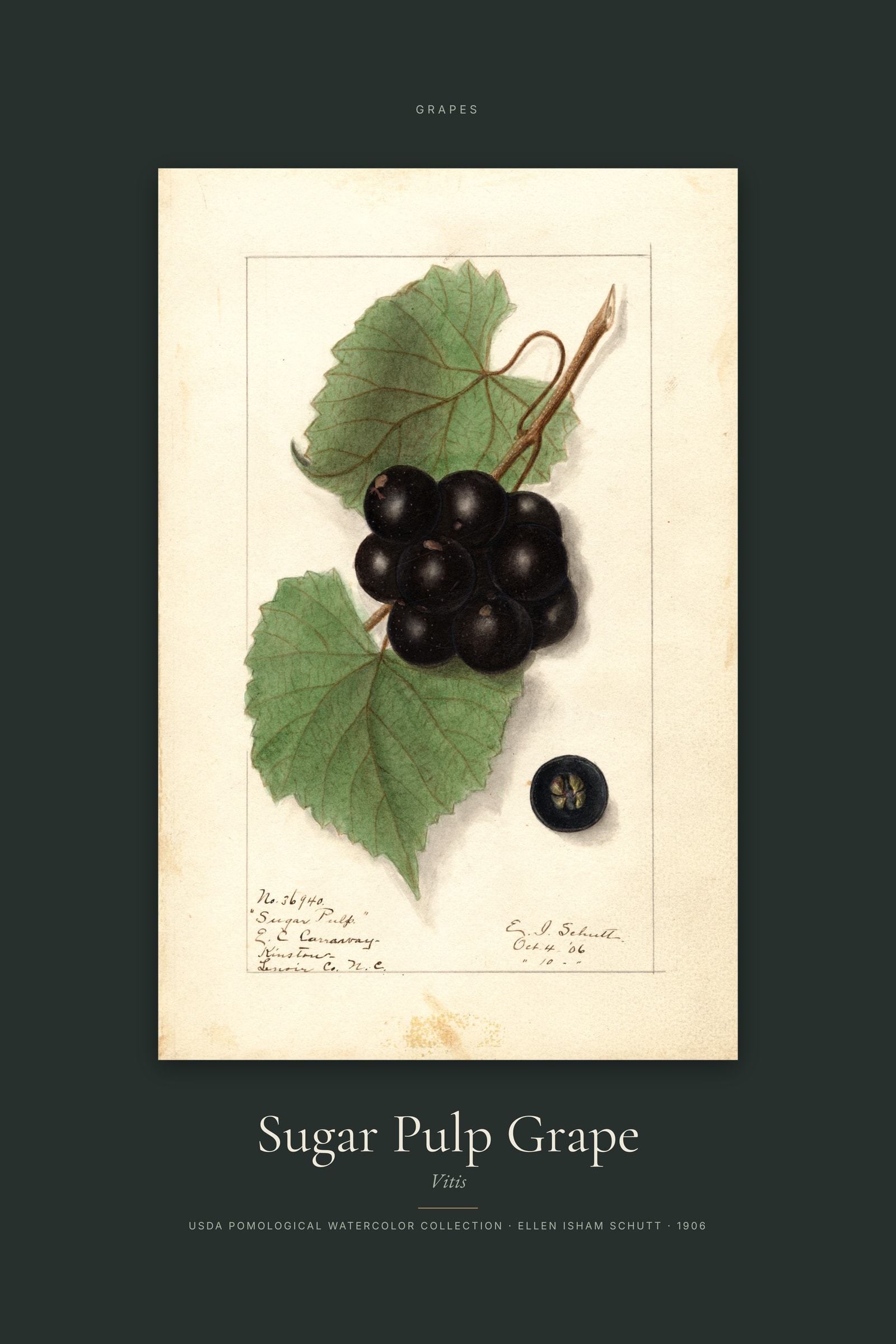 Sugar Pulp Grape — Specimen