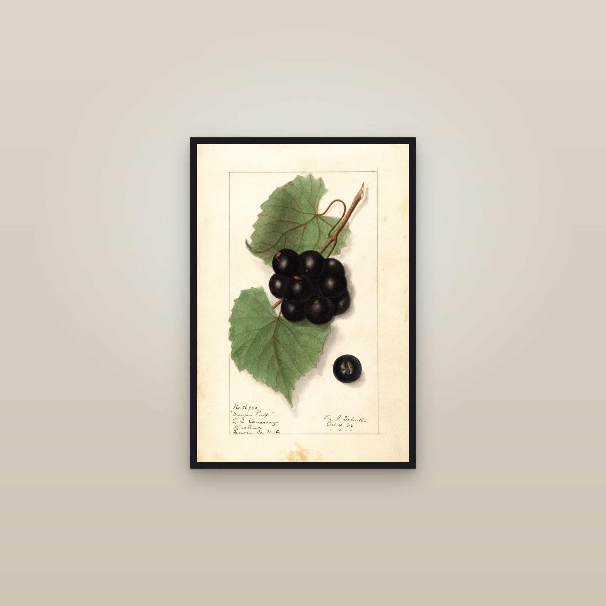 Sugar Pulp Grape — framed in a gallery setting