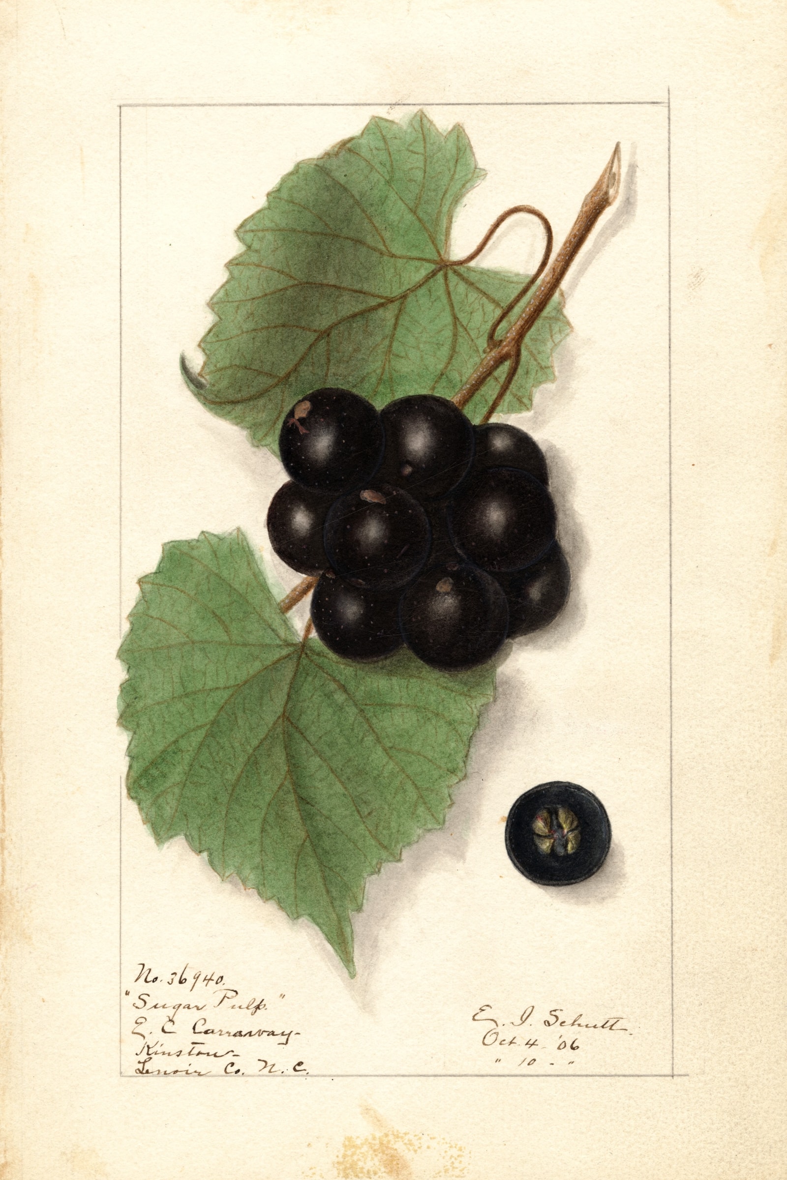 Sugar Pulp Grape