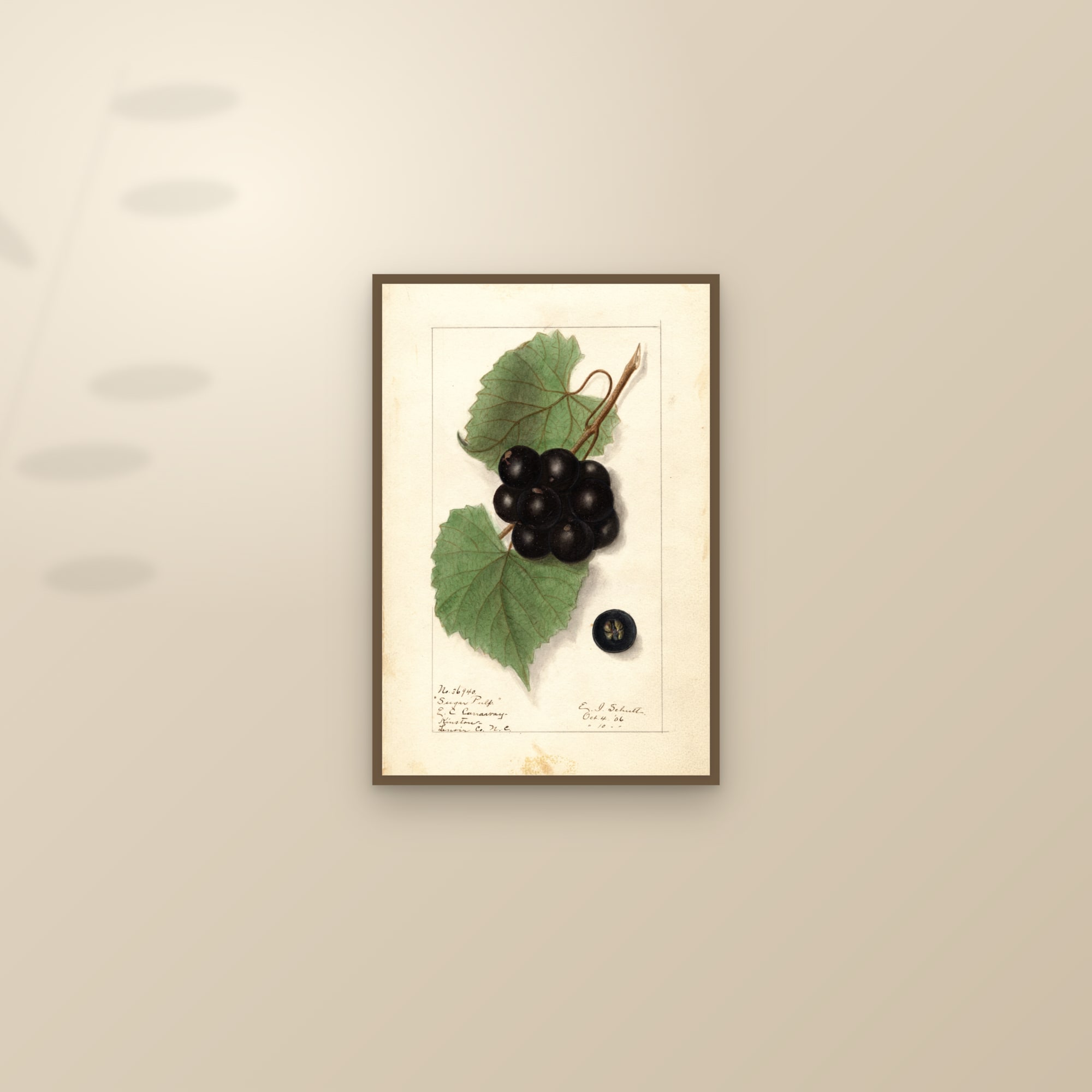 Sugar Pulp Grape — framed and styled on a sunlit wall