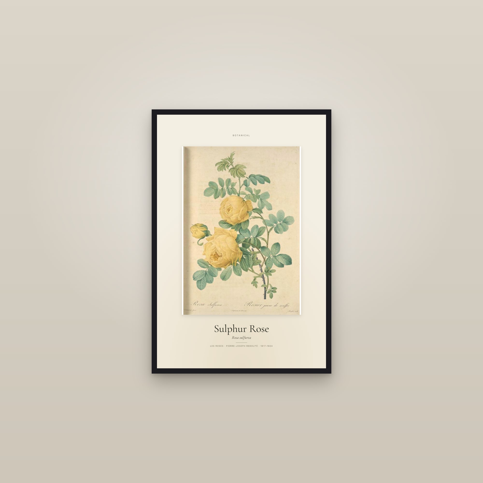Sulphur Rose — Specimen — framed in a gallery setting