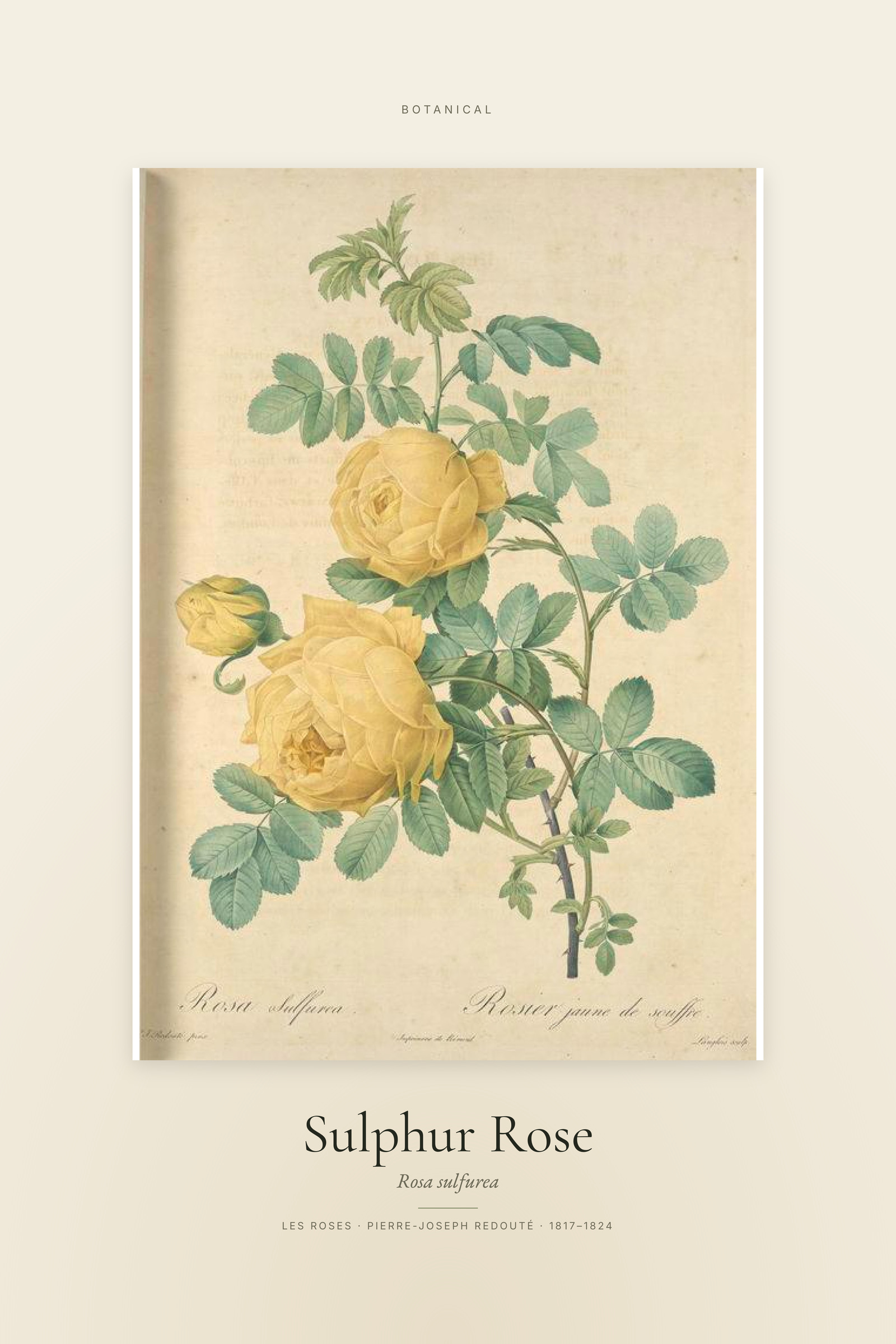 Sulphur Rose — Specimen