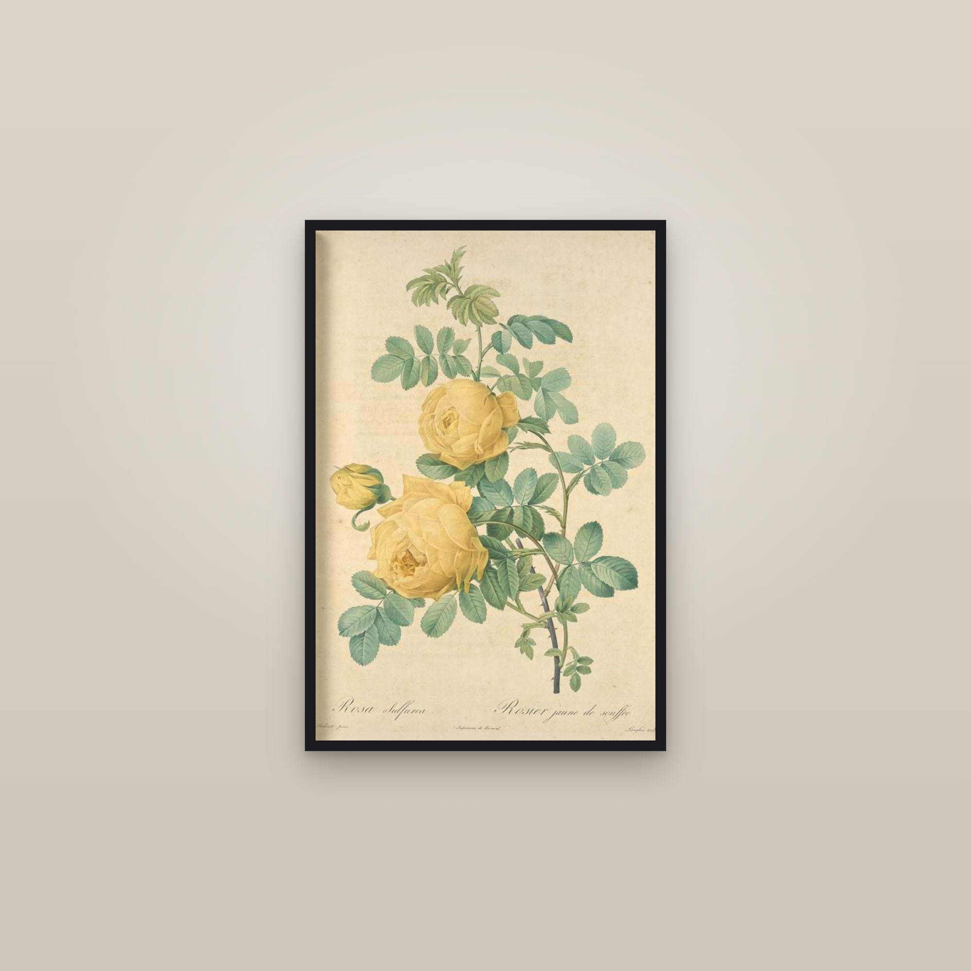 Sulphur Rose — framed in a gallery setting