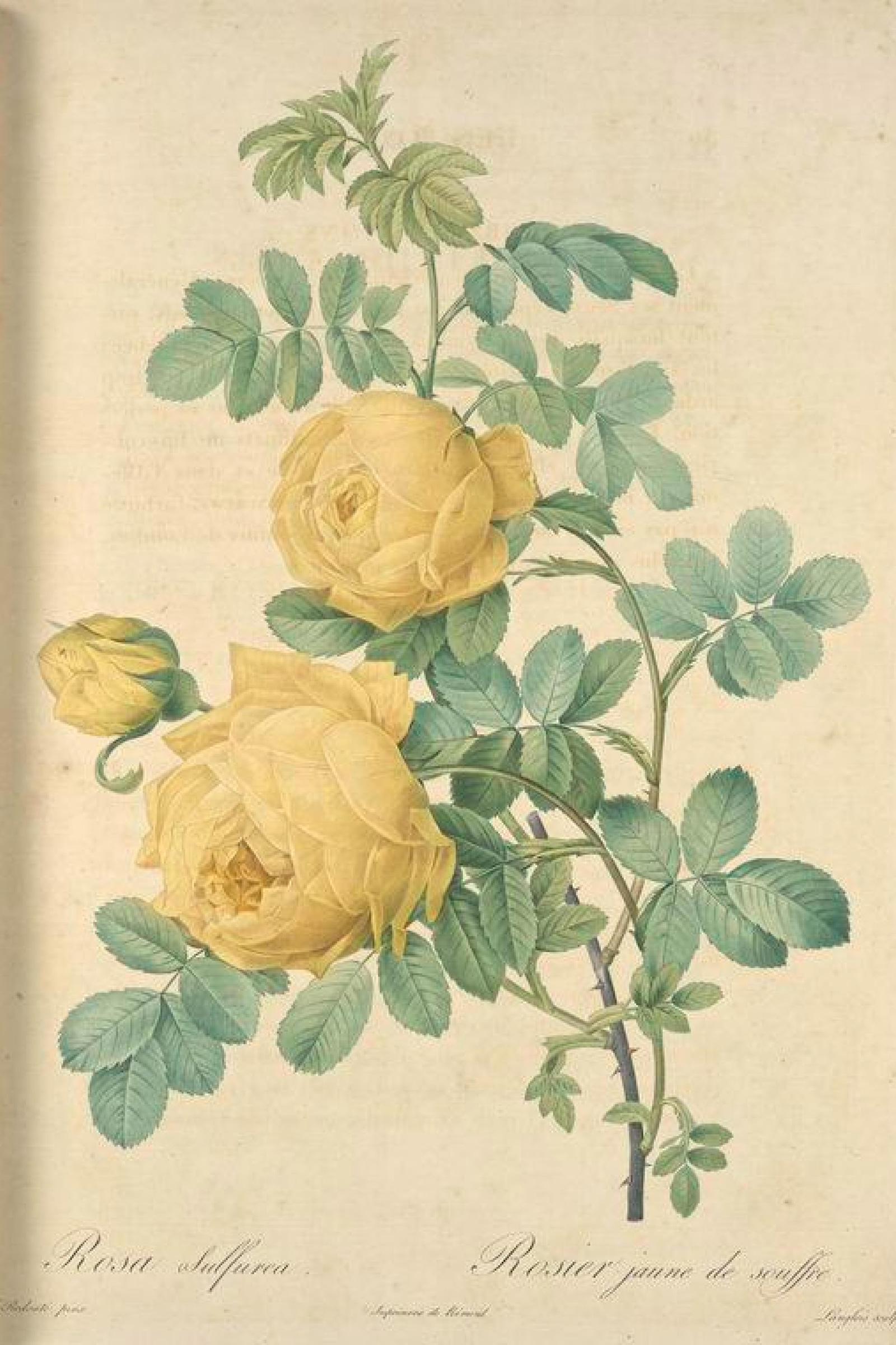 Sulphur Rose