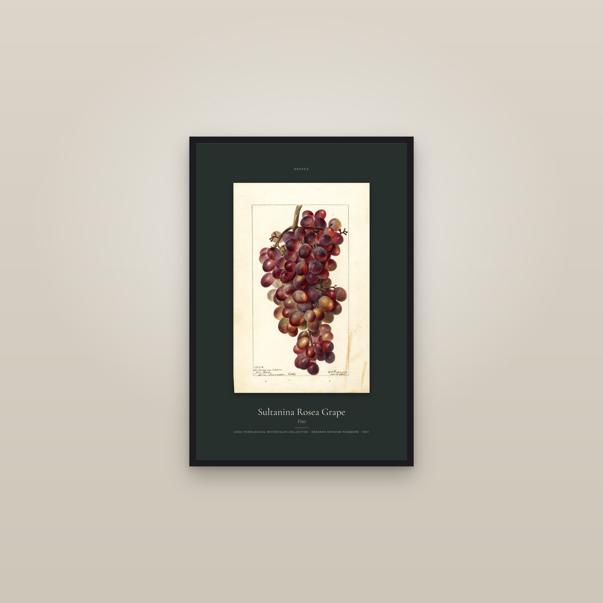 Sultanina Rosea Grape — Specimen — framed in a gallery setting