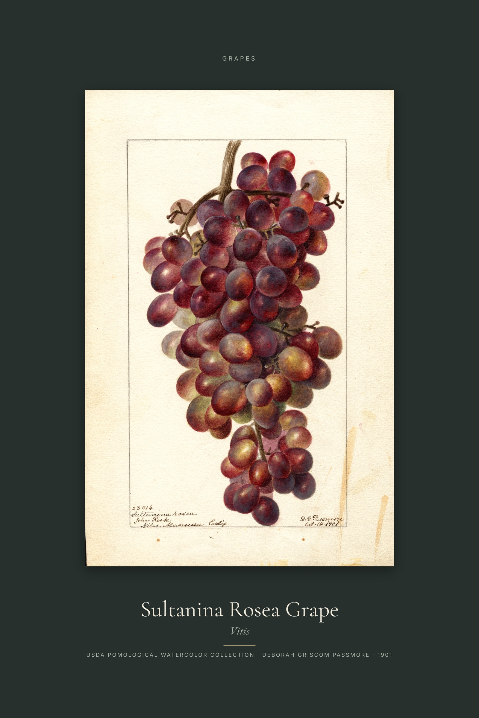 Sultanina Rosea Grape — Specimen