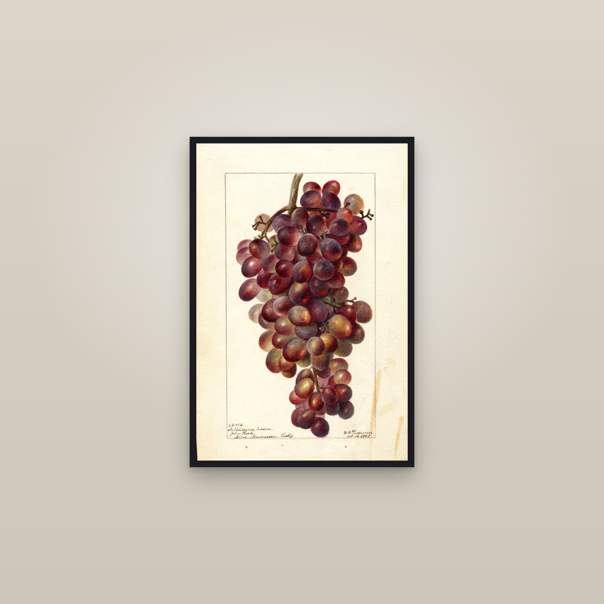 Sultanina Rosea Grape — framed in a gallery setting