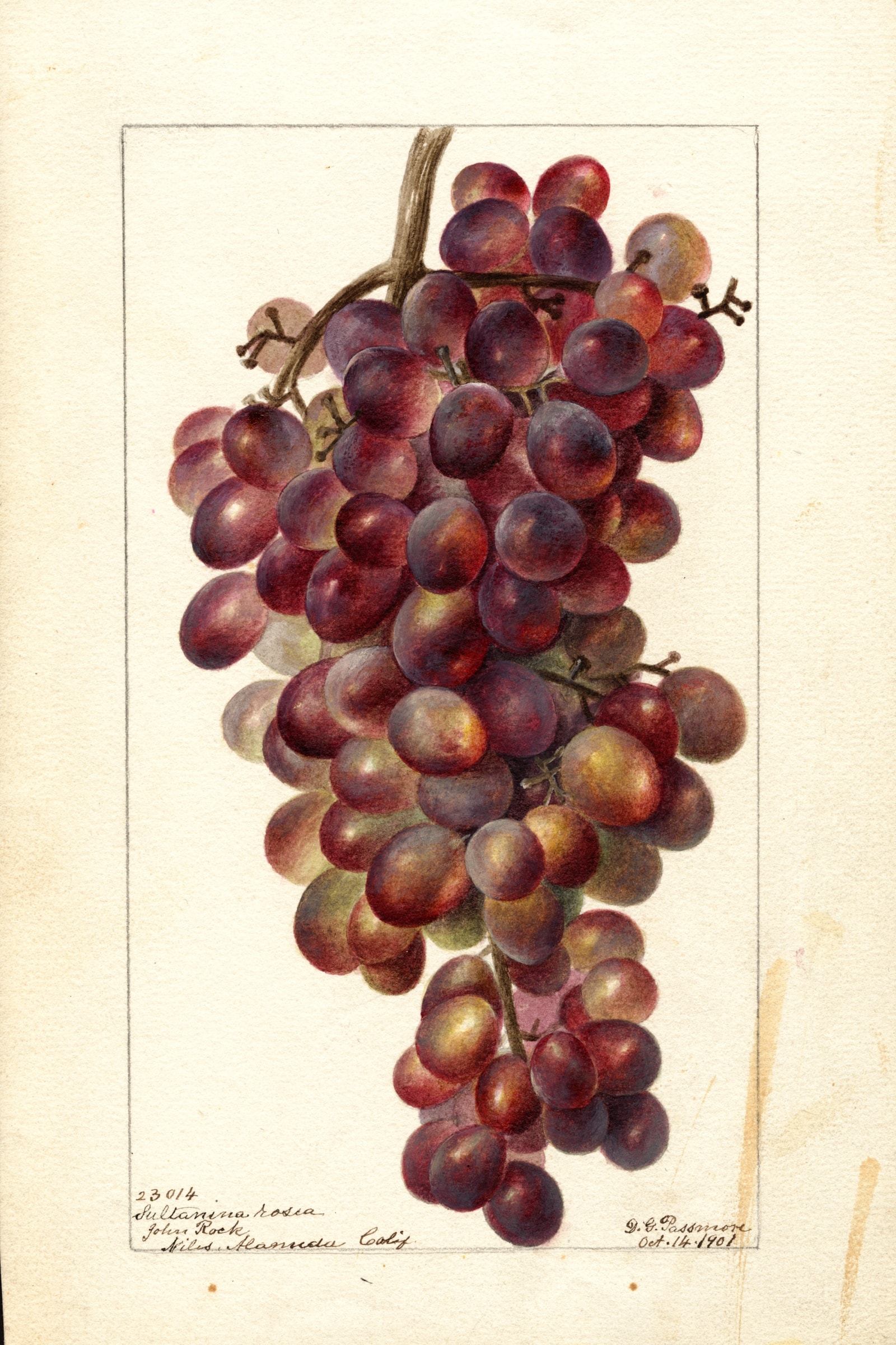 Sultanina Rosea Grape