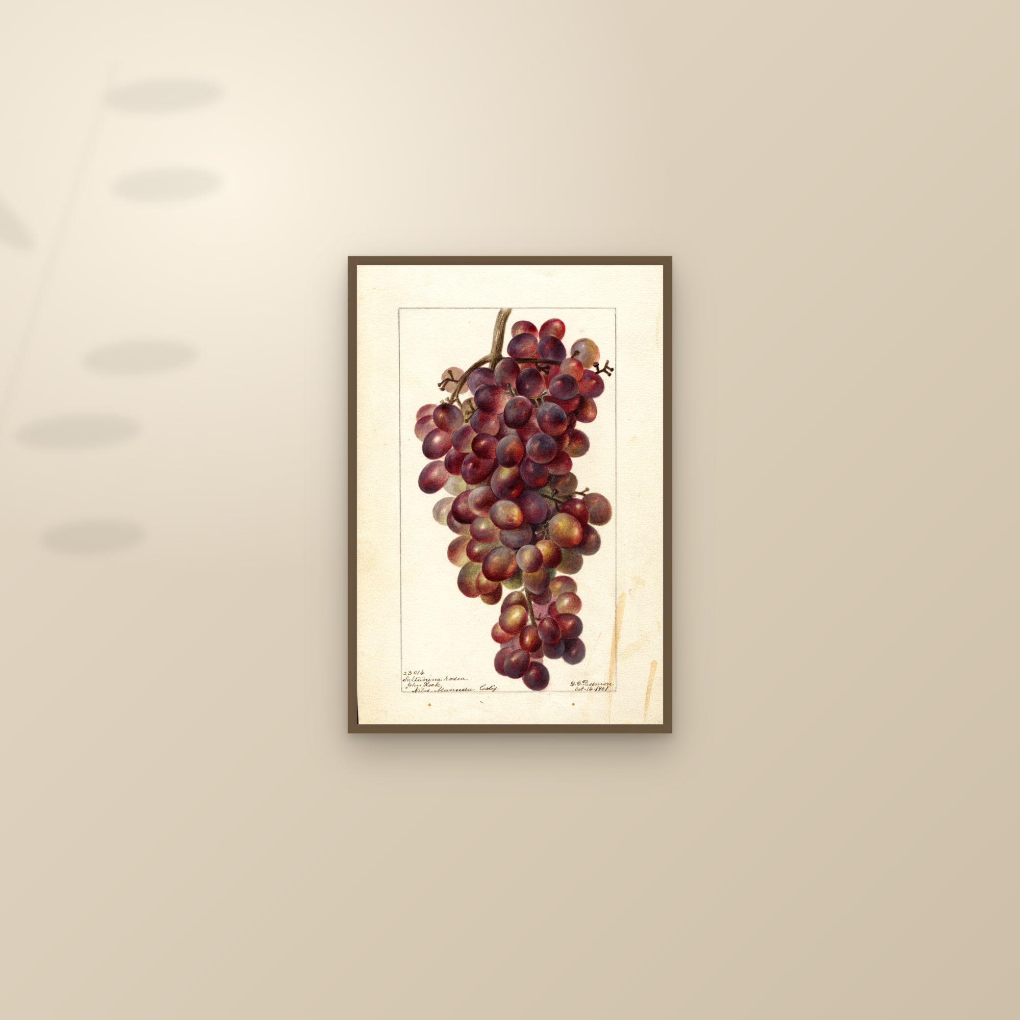 Sultanina Rosea Grape — framed and styled on a sunlit wall