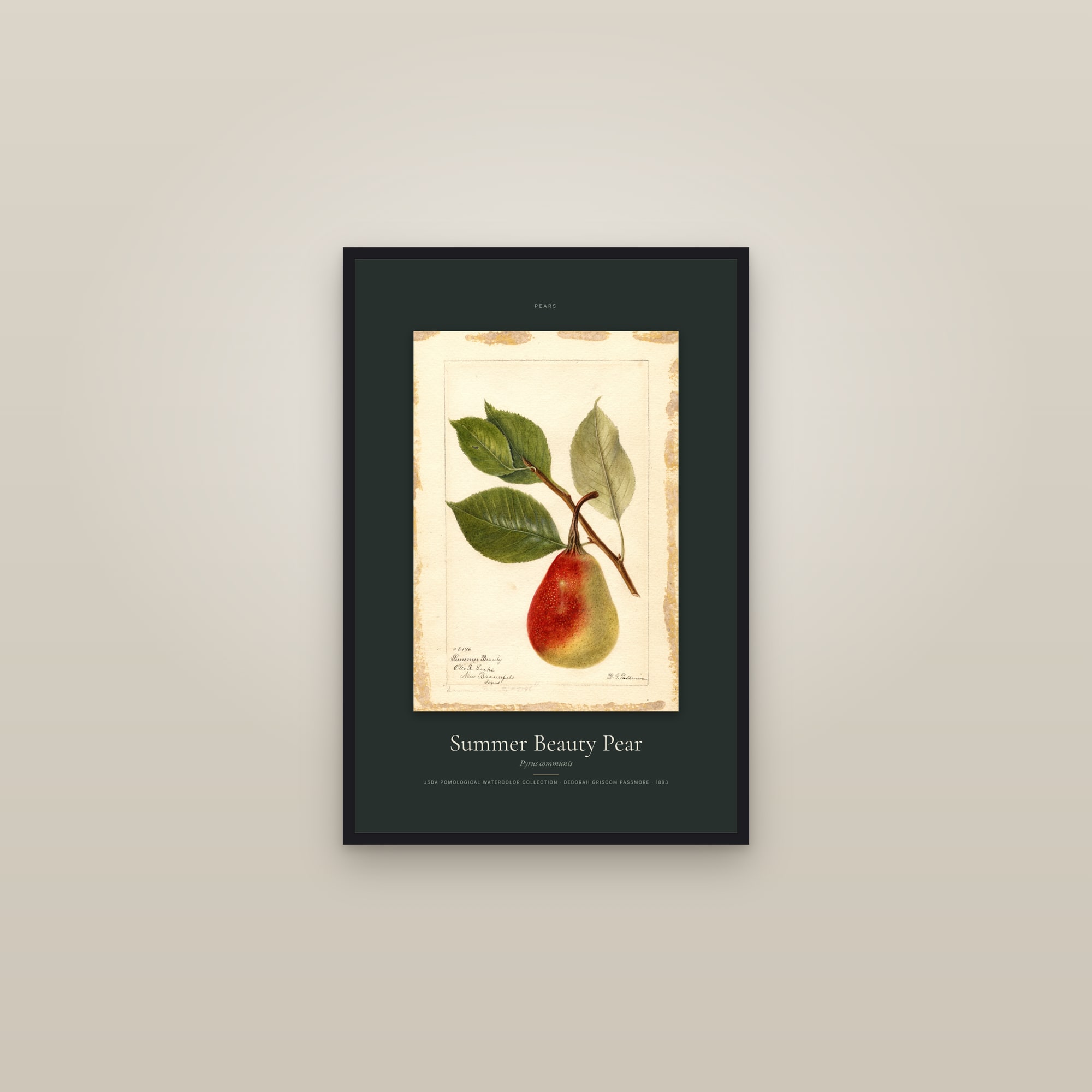 Summer Beauty Pear — Specimen — framed in a gallery setting