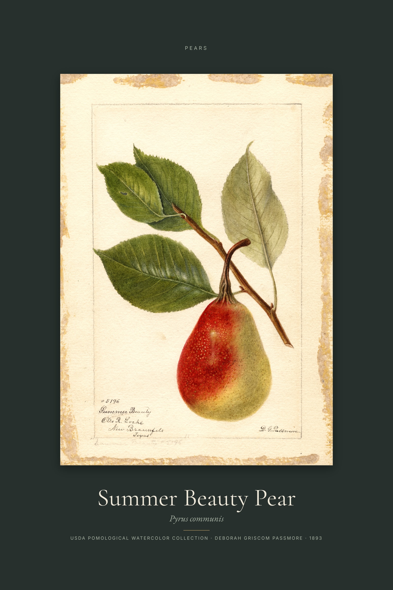 Summer Beauty Pear — Specimen