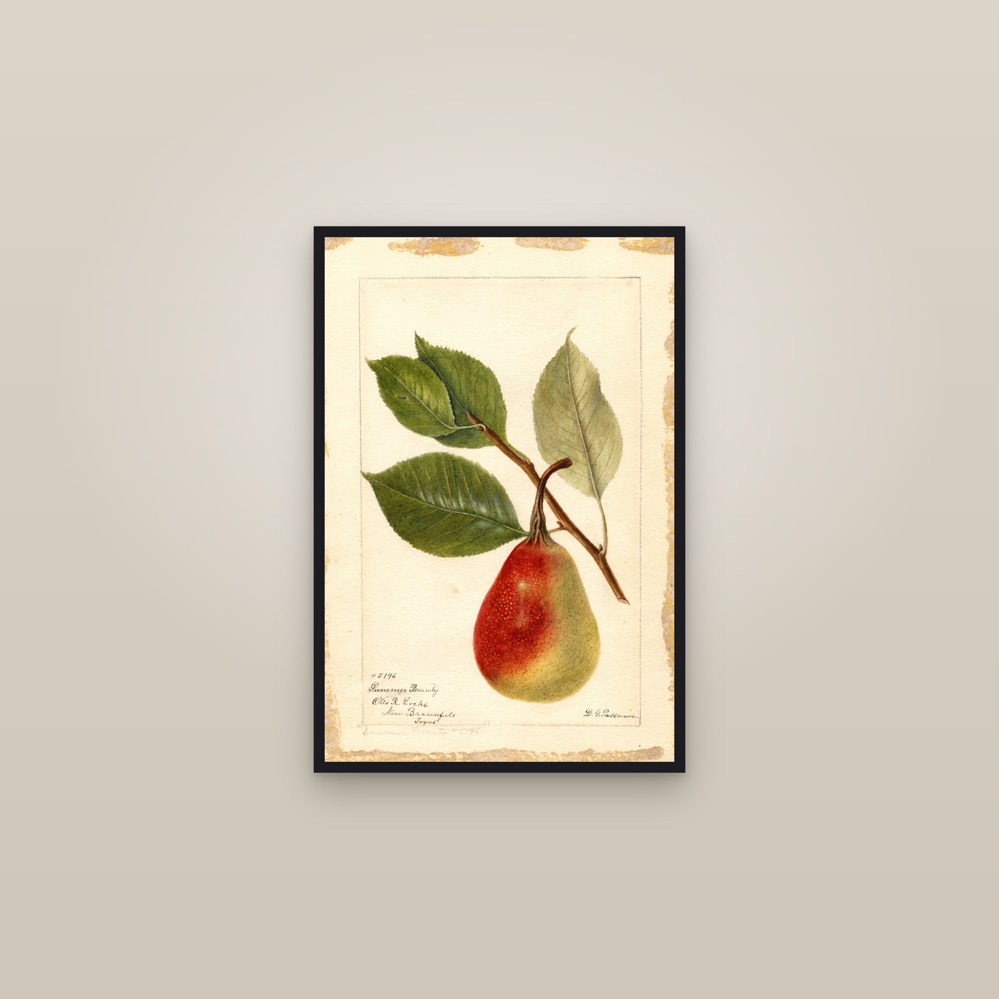 Summer Beauty Pear — framed in a gallery setting